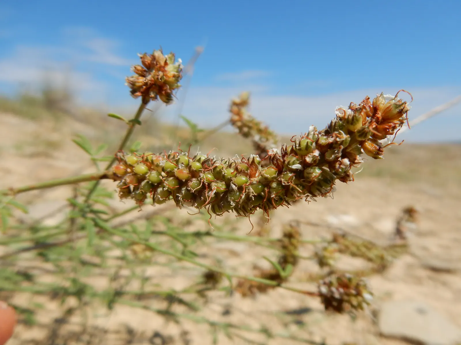 White Prairie Clover (Dalea Candida) — The plant's optimal height ranges between 1 and 2 feet with an equal spread