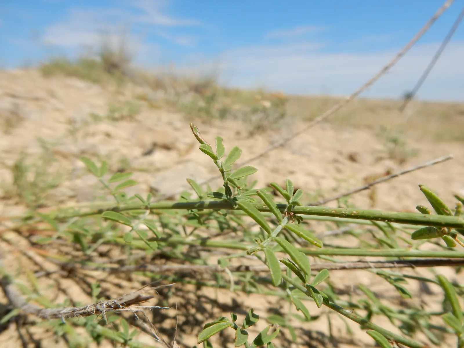 White Prairie Clover (Dalea Candida) — Its distinctive cylindrical white flower heads, blooming from June to August, attract pollinators