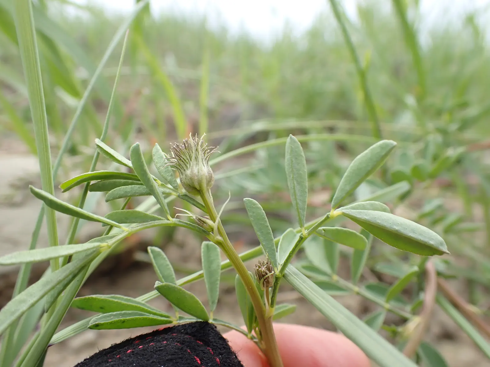 White Prairie Clover (Dalea Candida) — consider its use in borders