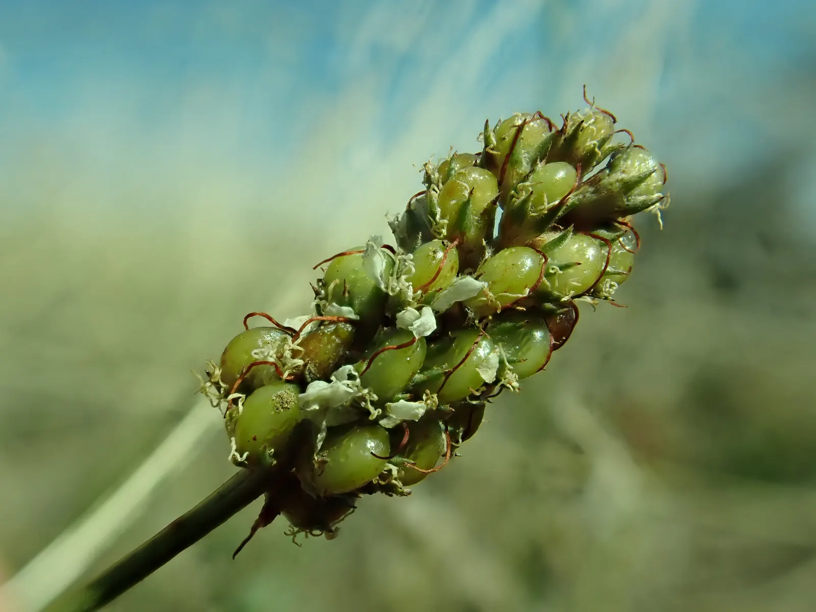 White Prairie Clover (Dalea Candida) — The soil should be well-draining