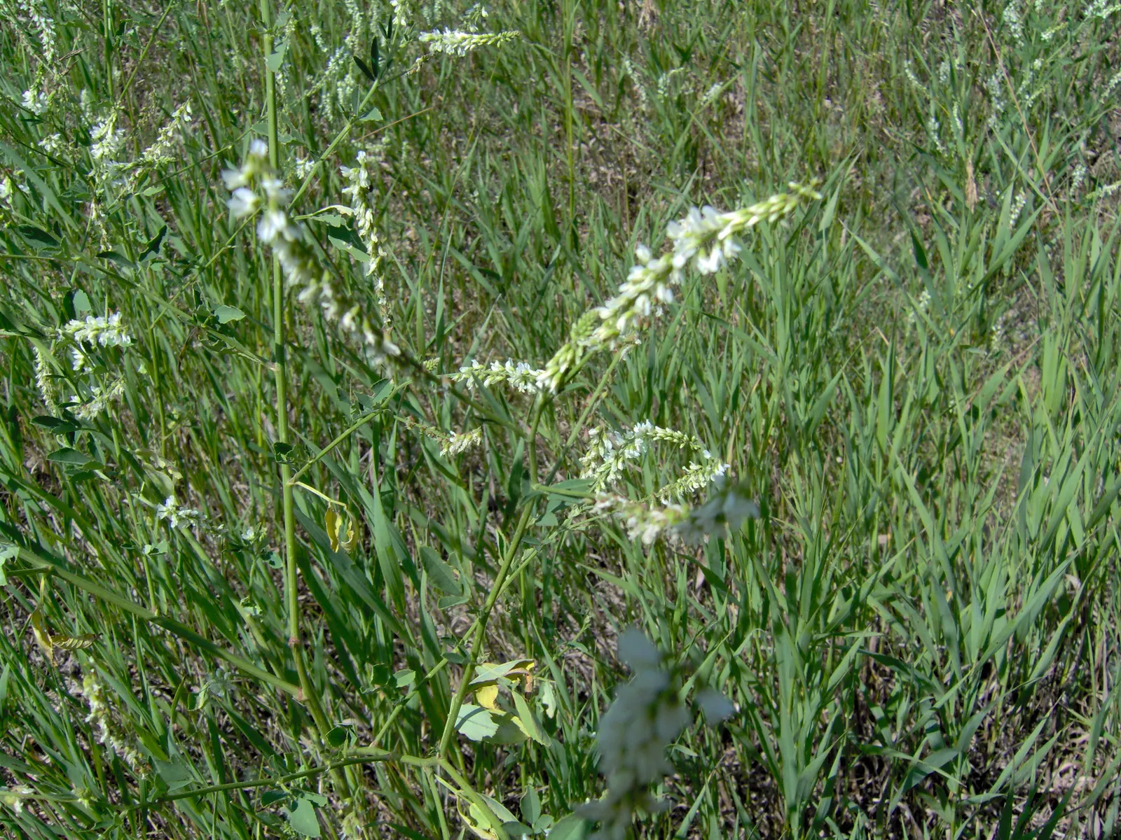 White Prairie Clover (Dalea Candida) — These blooms not only attract beneficial pollinators