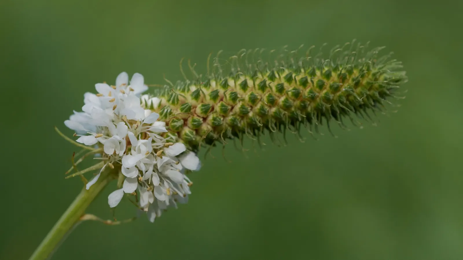 White Prairie Clover (Dalea Candida) — This perennial prefers well-drained soil