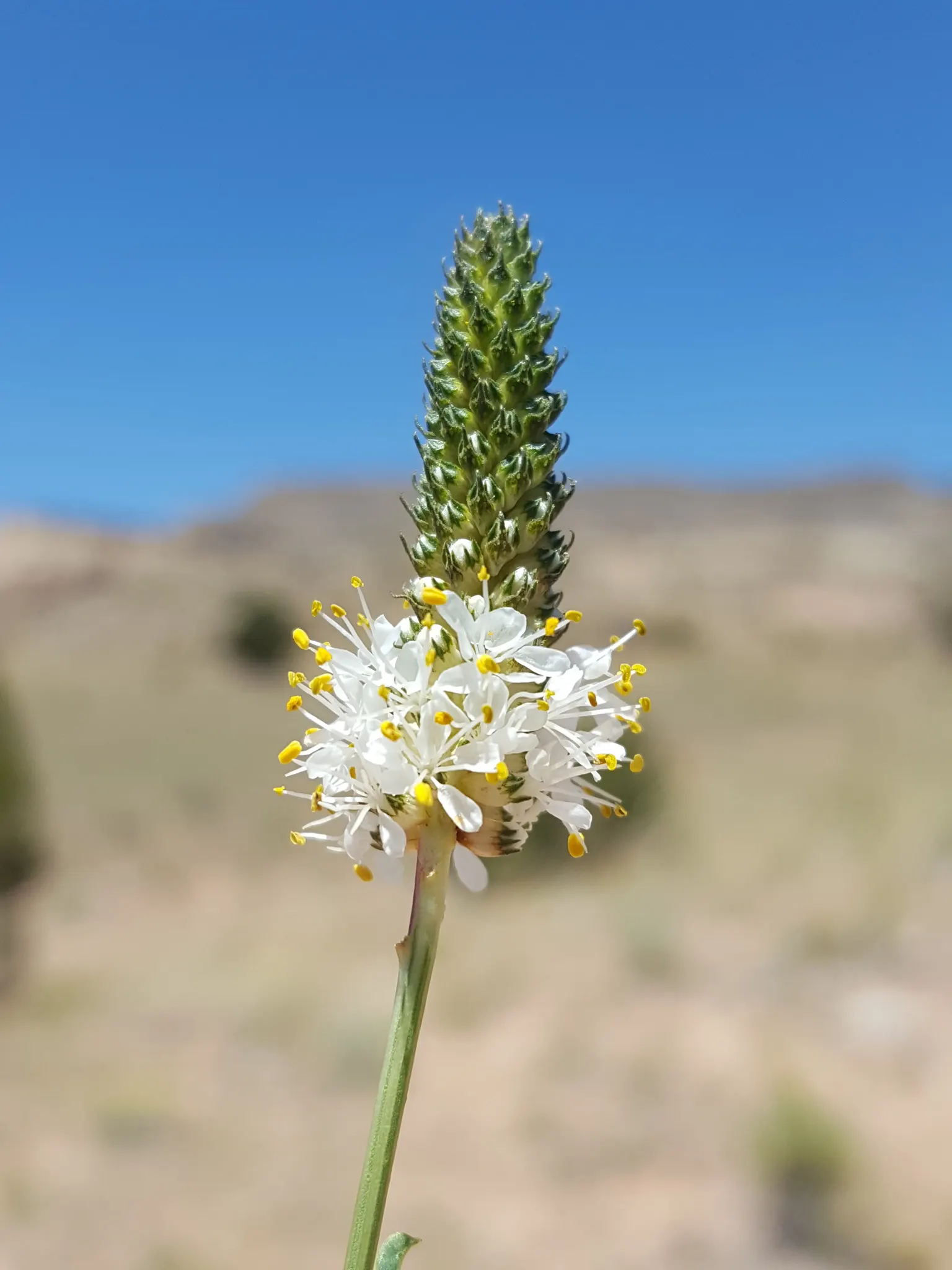 White Prairie Clover (Dalea Candida) — Its leaves are compound with small leaflets that lend a delicate appearance to the overall form