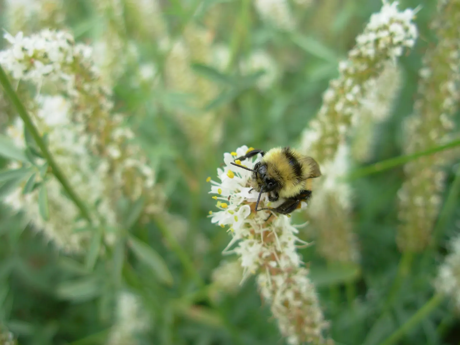White Prairie Clover (Dalea Candida) — white flowers in the garden