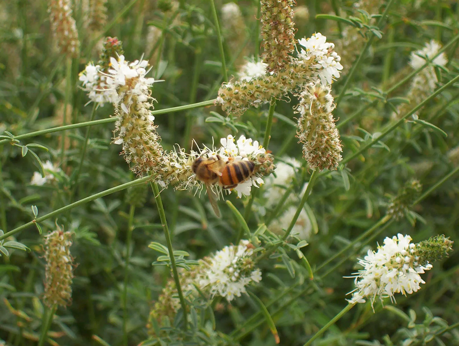 White Prairie Clover (Dalea Candida) — gracing landscapes with slender stems up to 3 feet tall; and ideal for wildflower meadows or prairie-style designs