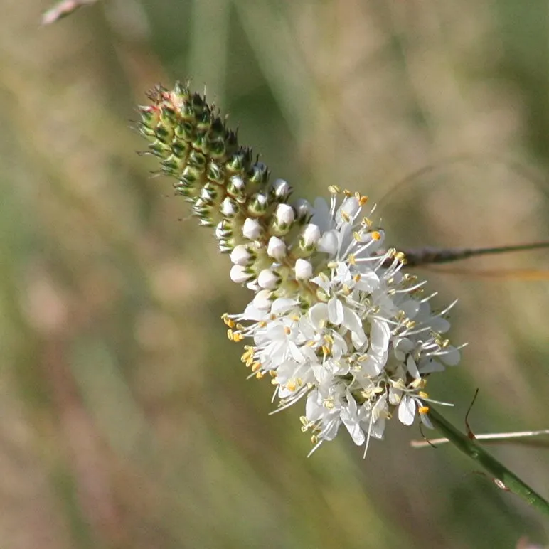 White Prairie Clover (Dalea Candida) — displaying its unique beauty from late spring to late summer