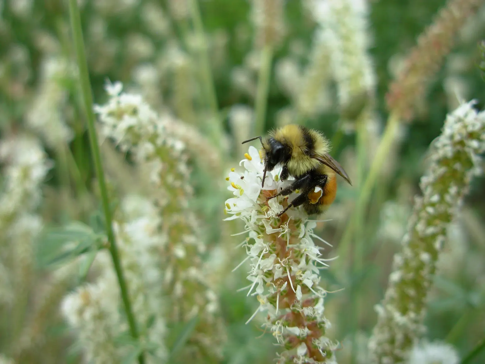 White Prairie Clover (Dalea Candida) — or as part of a pollinator-friendly planting scheme
