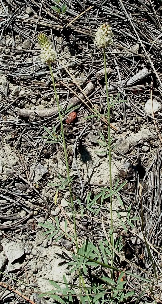 White Prairie Clover (Dalea Candida) — the most striking feature is the cylindrical