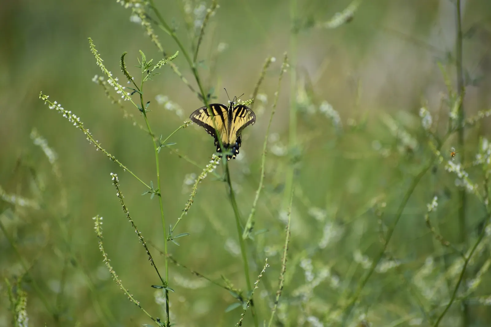 White Prairie Clover (Dalea Candida) — although White Prairie Clover is adaptable to various soil conditions