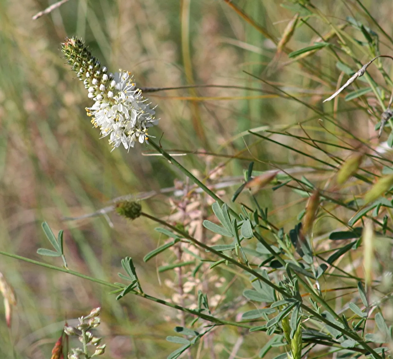 White Prairie Clover (Dalea Candida) — preferably sandy or loamy