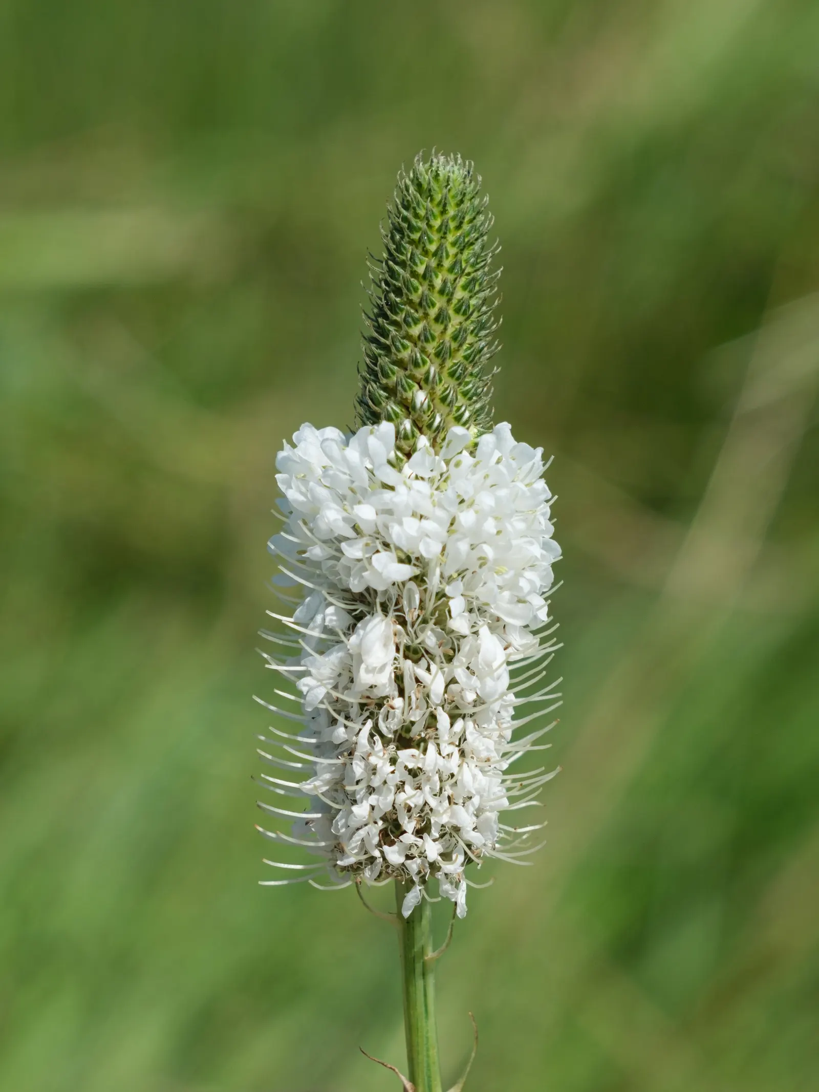 White Prairie Clover (Dalea Candida) — reaching up to 2 to 3 inches in length