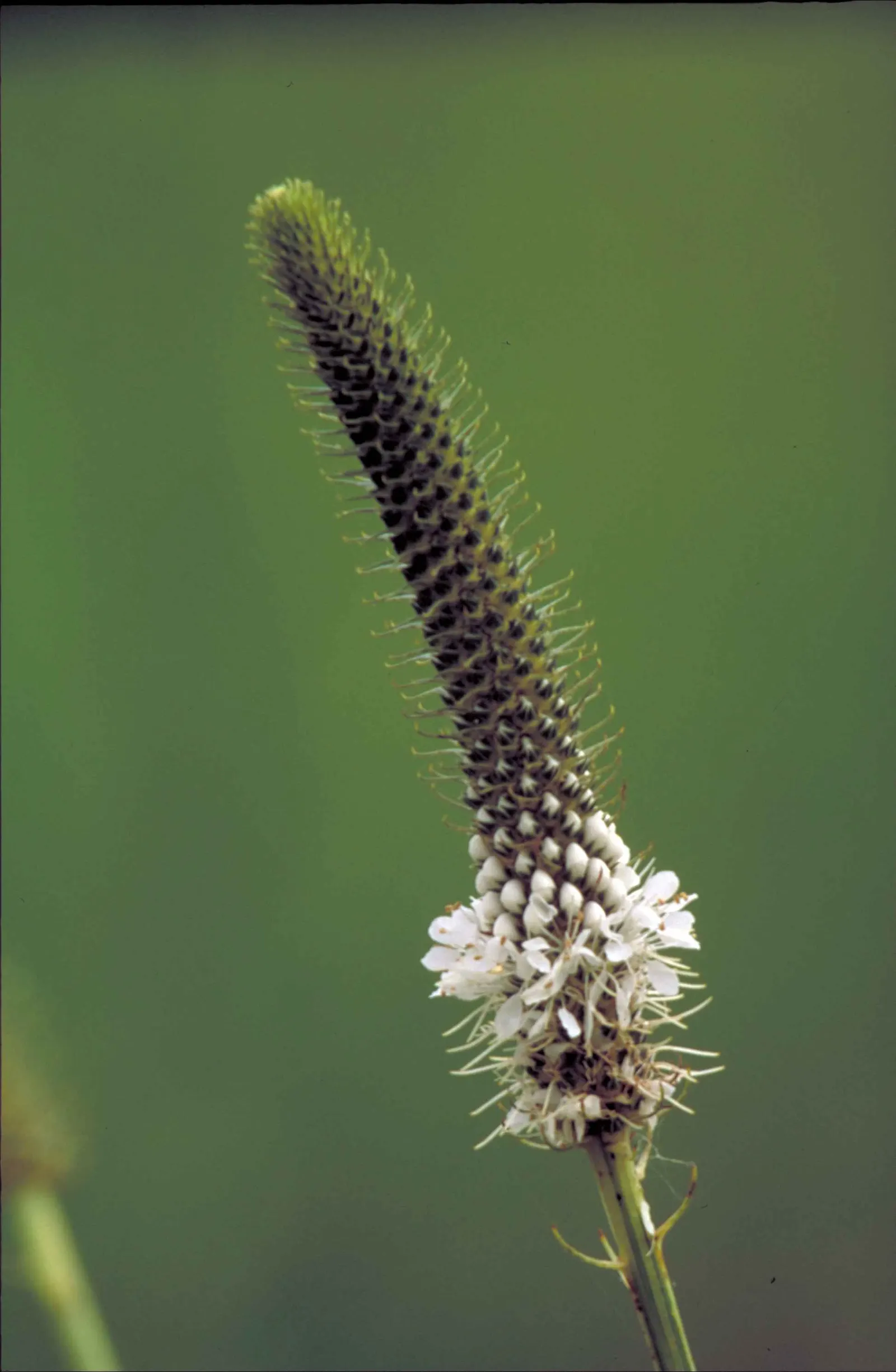 White Prairie Clover (Dalea Candida) — this plant is well-suited to dry to medium moisture environments and is tolerant of drought