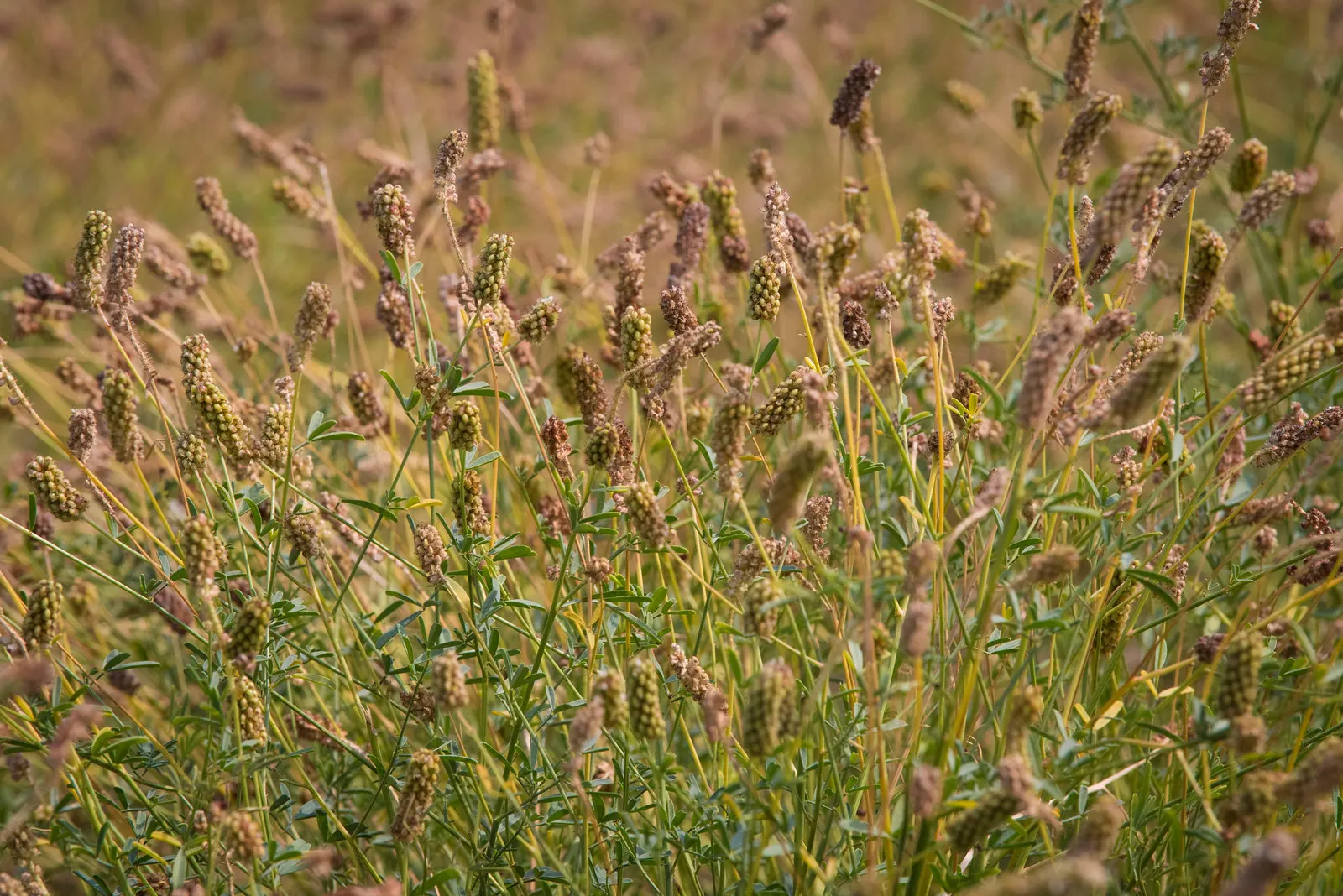 White Prairie Clover (Dalea Candida) — making it an excellent choice for water-wise gardens