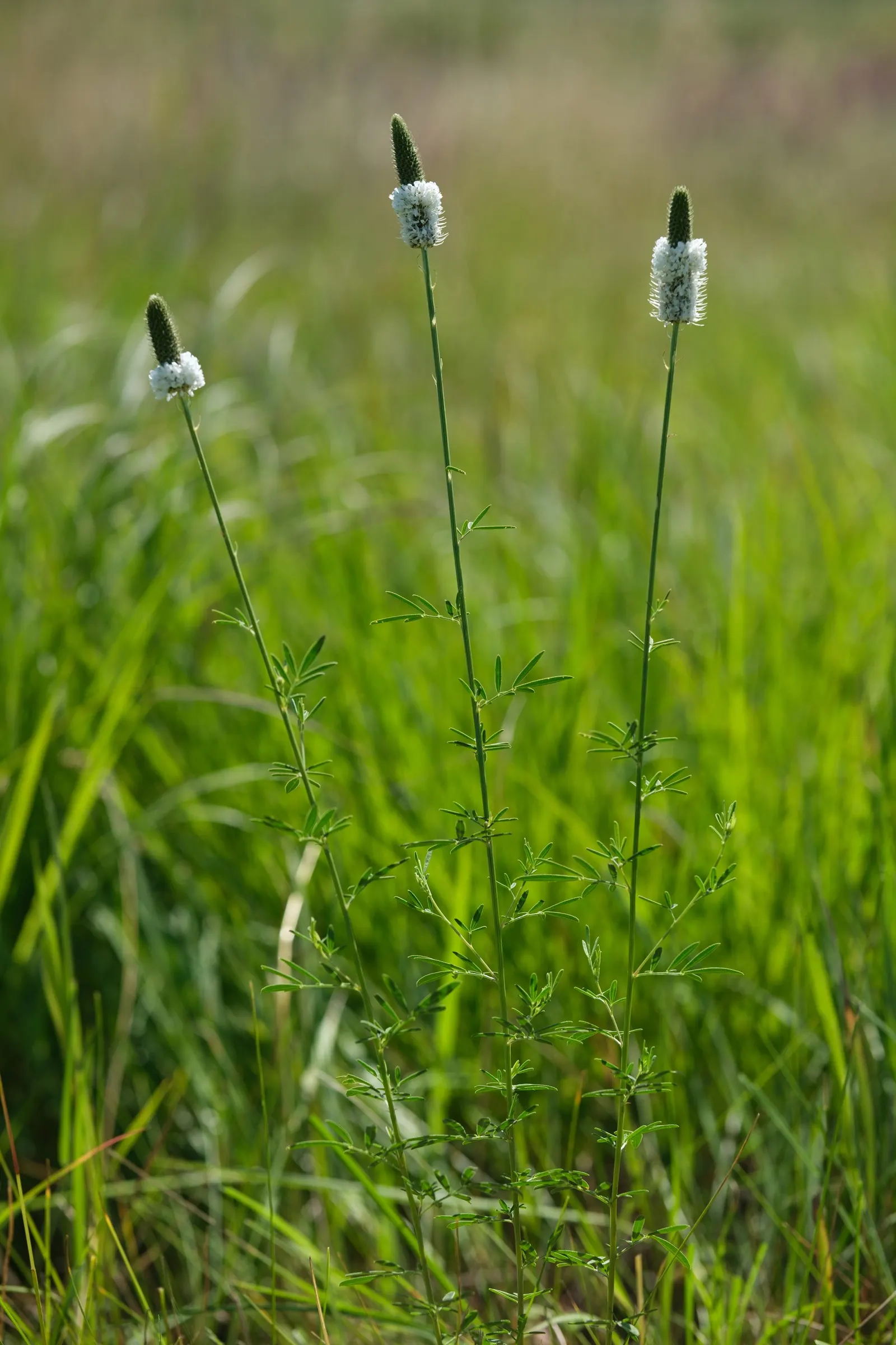 White Prairie Clover (Dalea Candida) — the White Prairie Clover presents a light