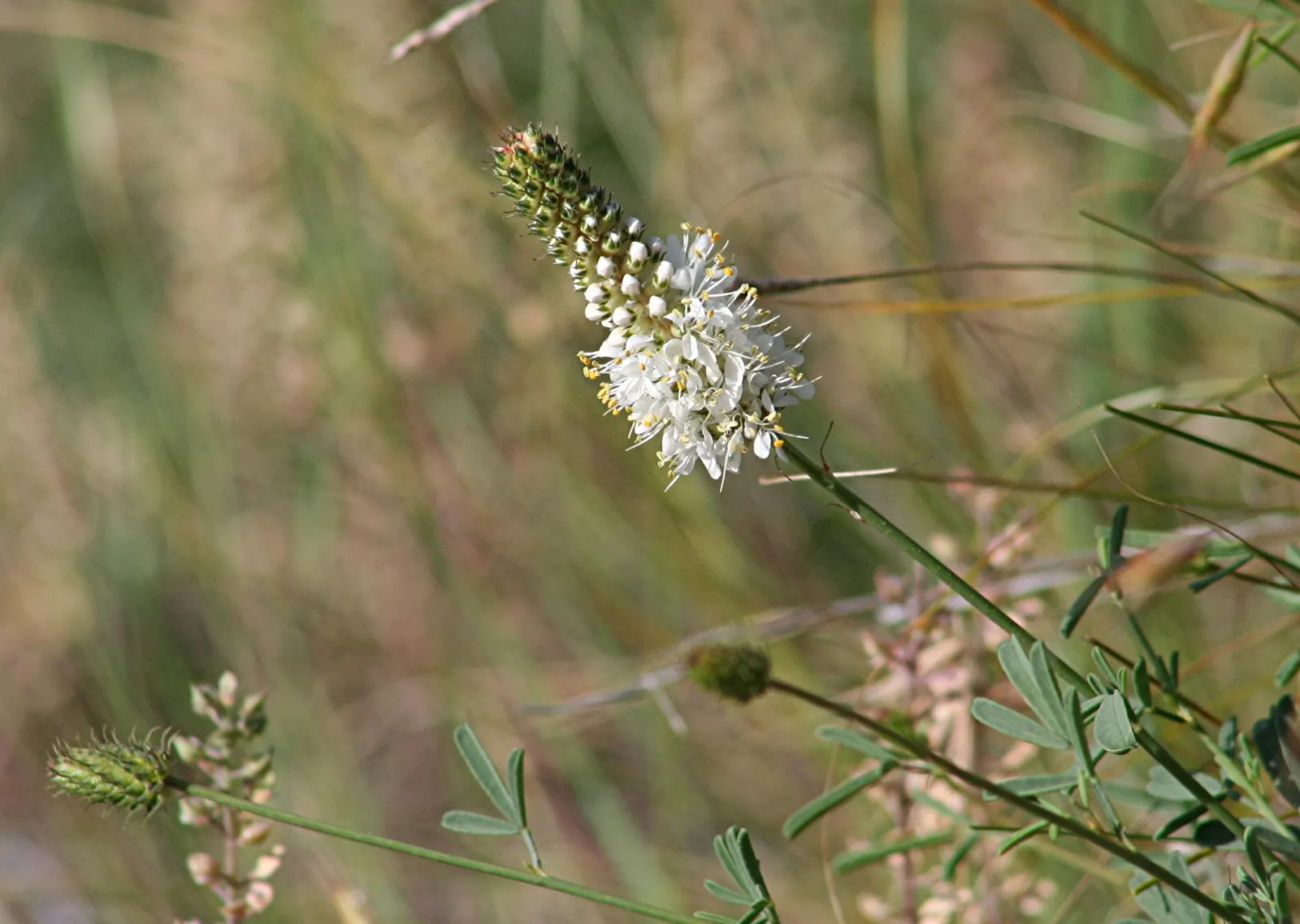 White Prairie Clover (Dalea Candida) — USDA zones 3-8 suit this hardy native