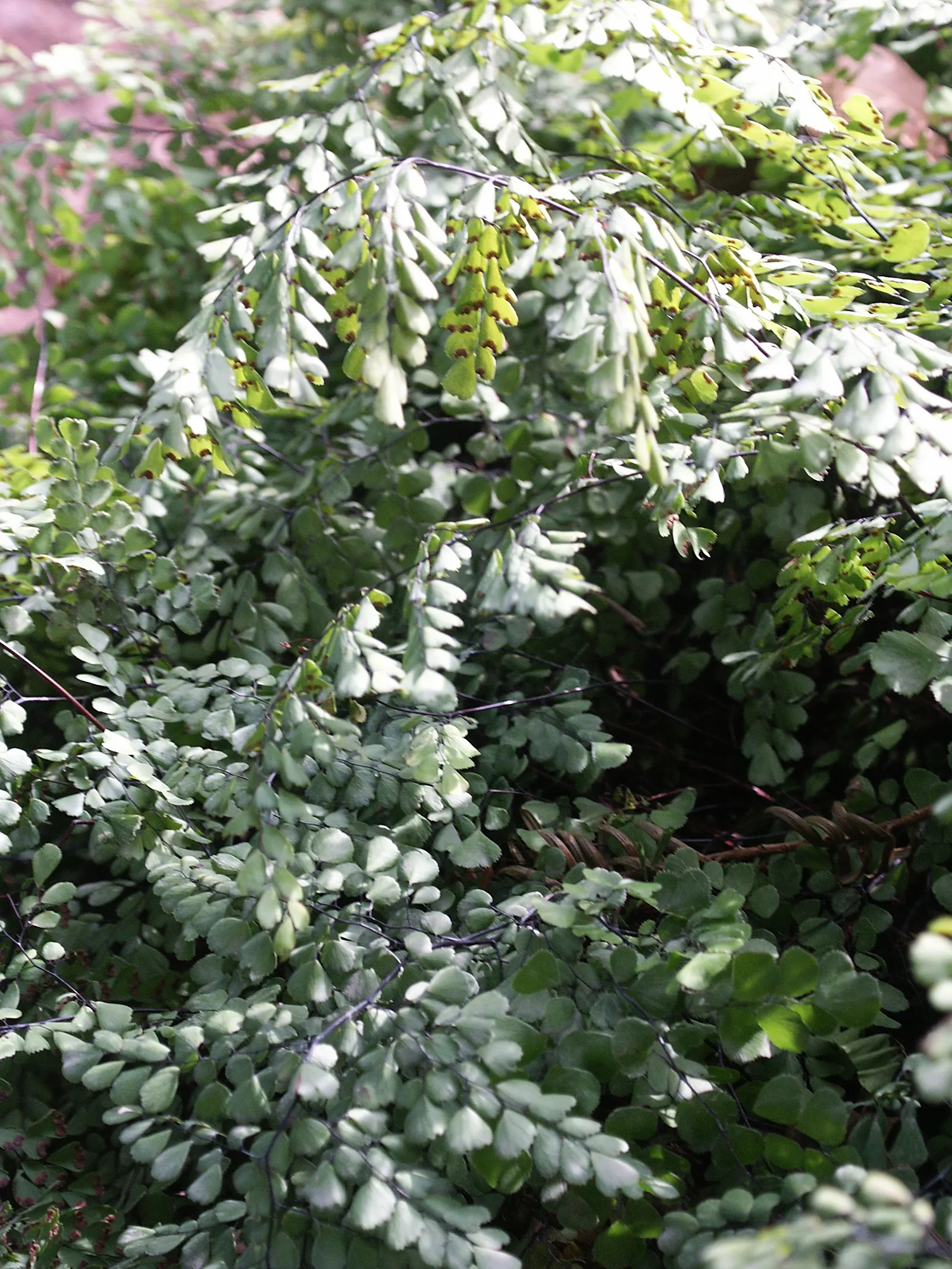 Himalayan Maidenhair (Adiantum venustum) — well-drained soil with a neutral to slightly acidic pH