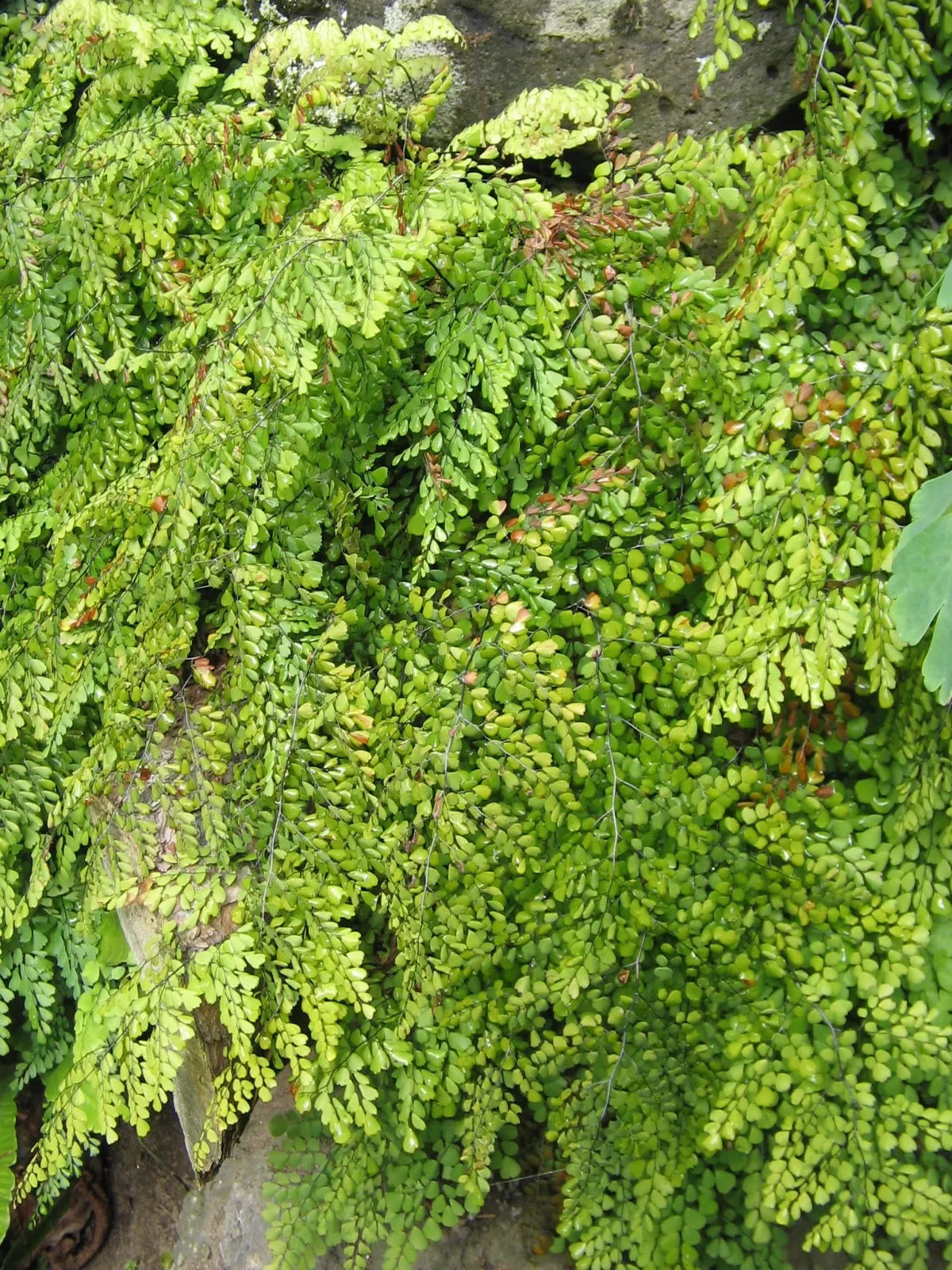 Himalayan Maidenhair (Adiantum venustum) — This perennial reaches a mature height of about 6-12 inches and can spread up to 24 inches