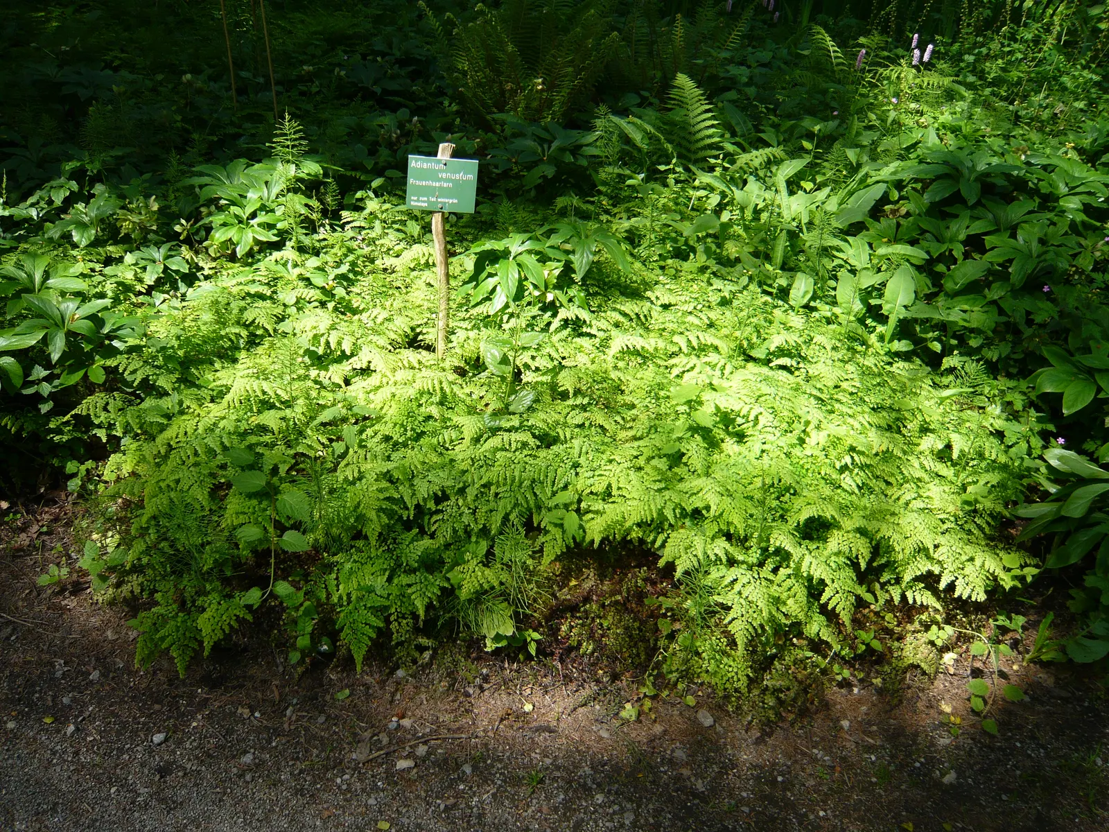 Himalayan Maidenhair (Adiantum venustum) — avoiding direct afternoon sun