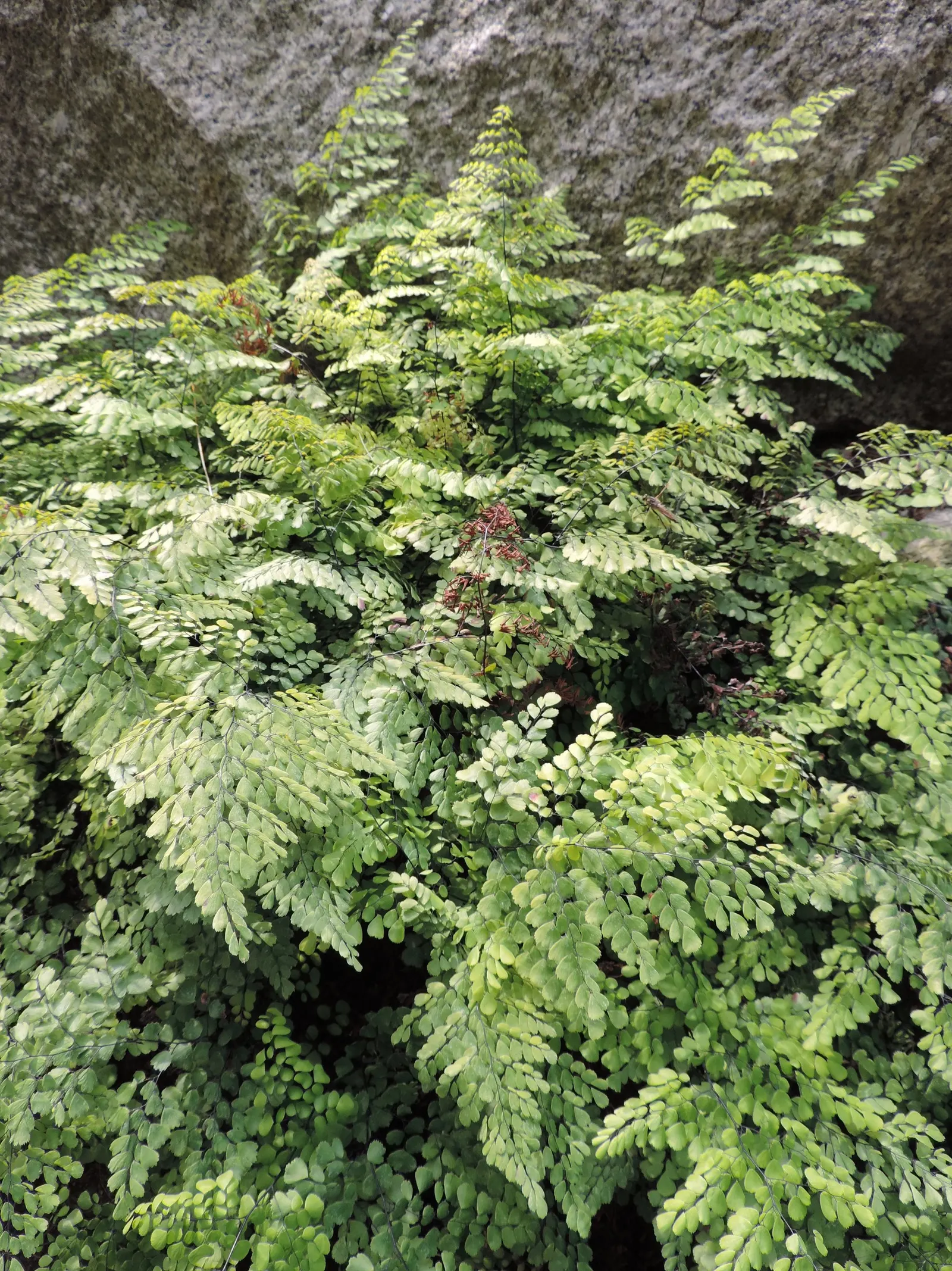 Himalayan Maidenhair (Adiantum venustum) — adding a touch of grace to woodland gardens and shaded borders