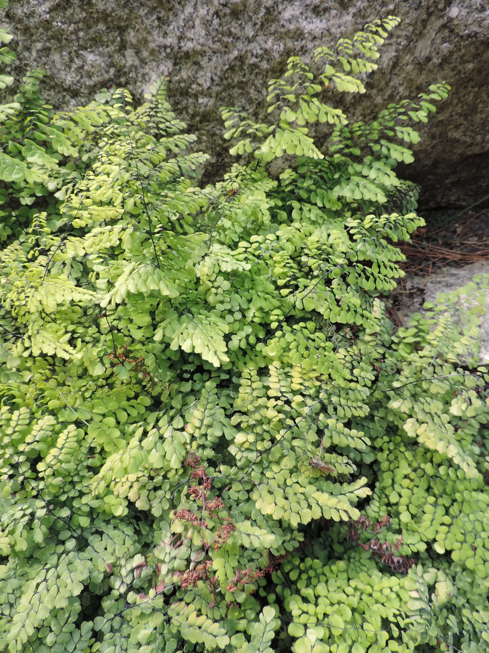 Himalayan Maidenhair (Adiantum venustum) — it presents a lush groundcover with a fine texture