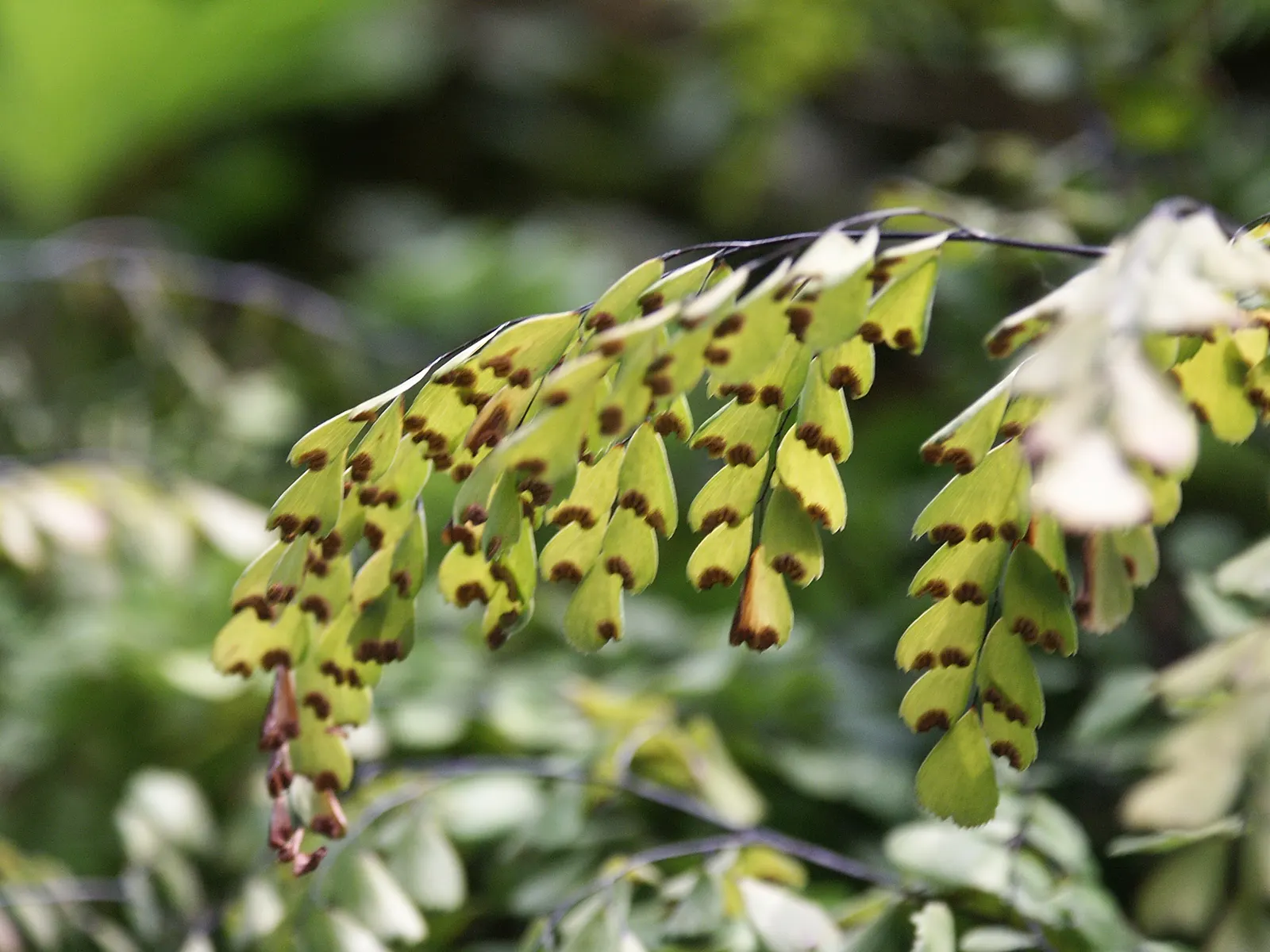 Himalayan Maidenhair (Adiantum venustum) — with its scientific name Adiantum venustum