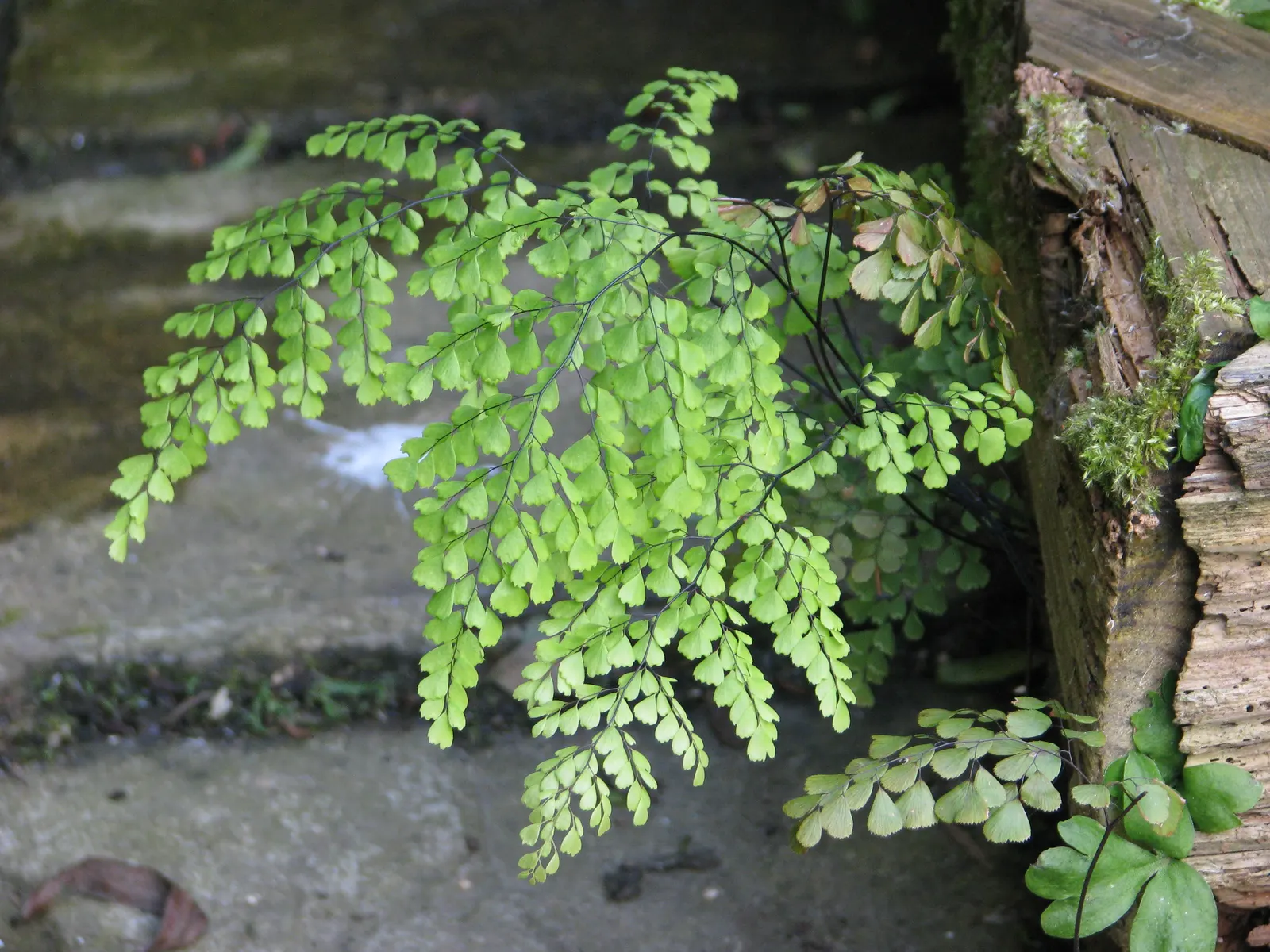 Himalayan Maidenhair (Adiantum venustum) — As an essential addition to any shaded or woodland garden design