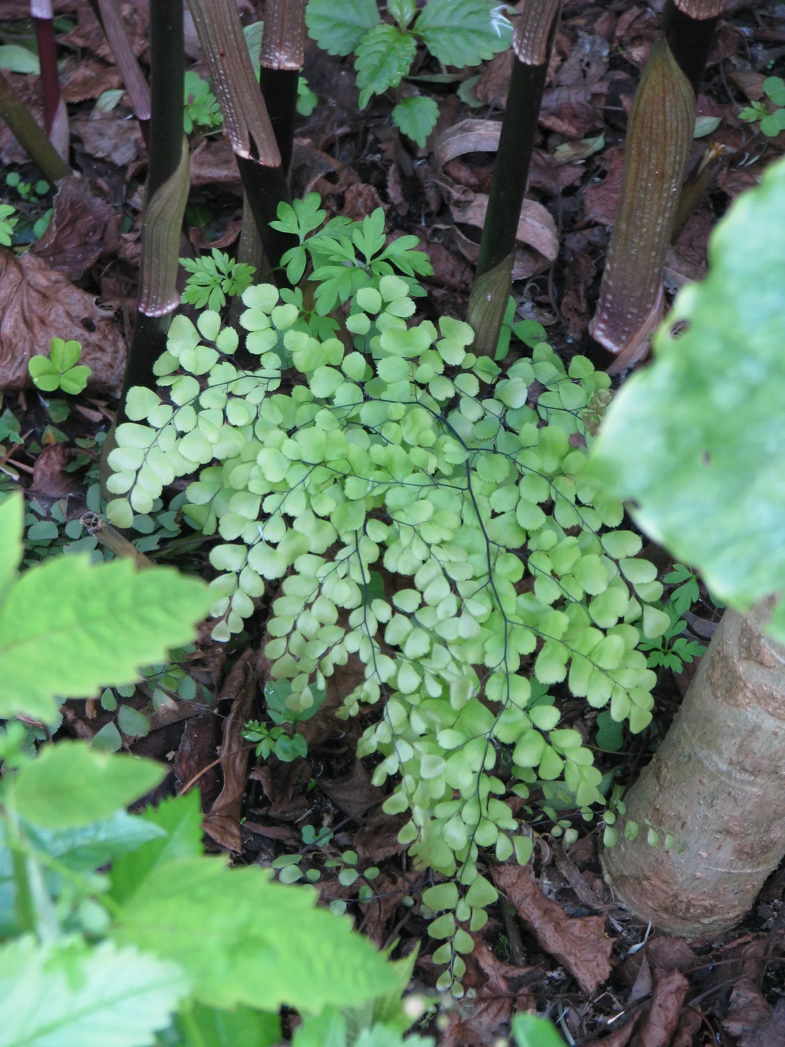 Himalayan Maidenhair (Adiantum venustum) — is a graceful and delicate fern native to the Himalayas