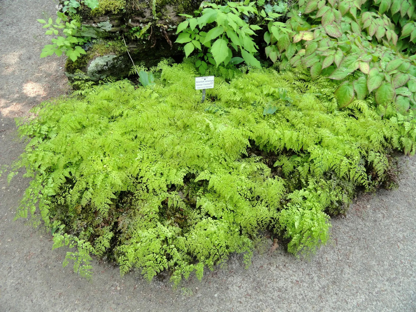 Himalayan Maidenhair (Adiantum venustum) — finely textured foliage is supported by striking black stems