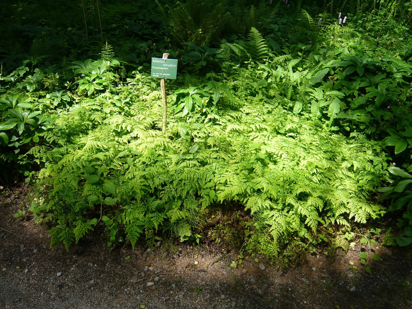 Himalayan Maidenhair (Adiantum venustum) — especially in the warmer months