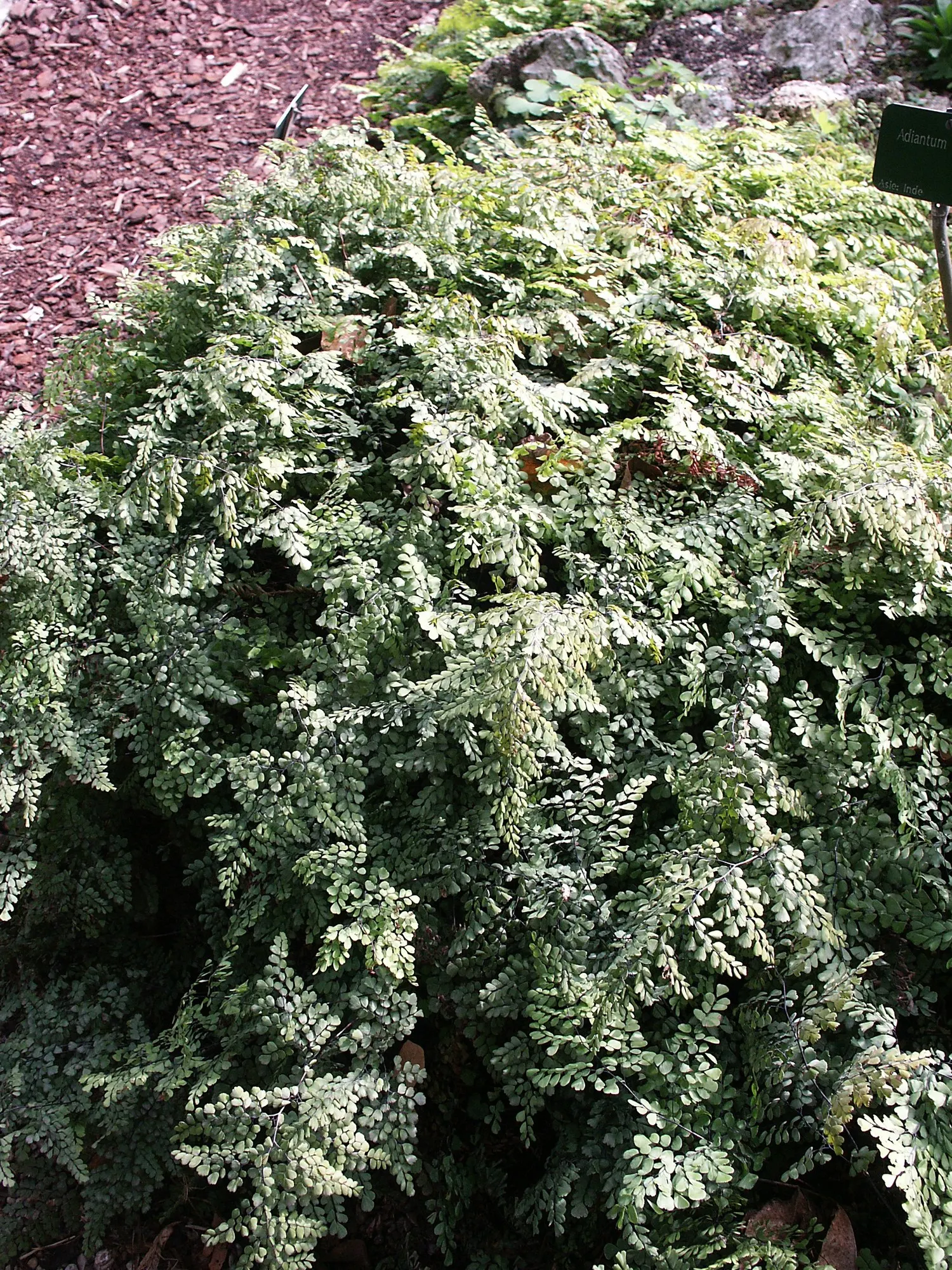 Himalayan Maidenhair (Adiantum venustum) — promoting fresh growth and maintaining its tidy appearance