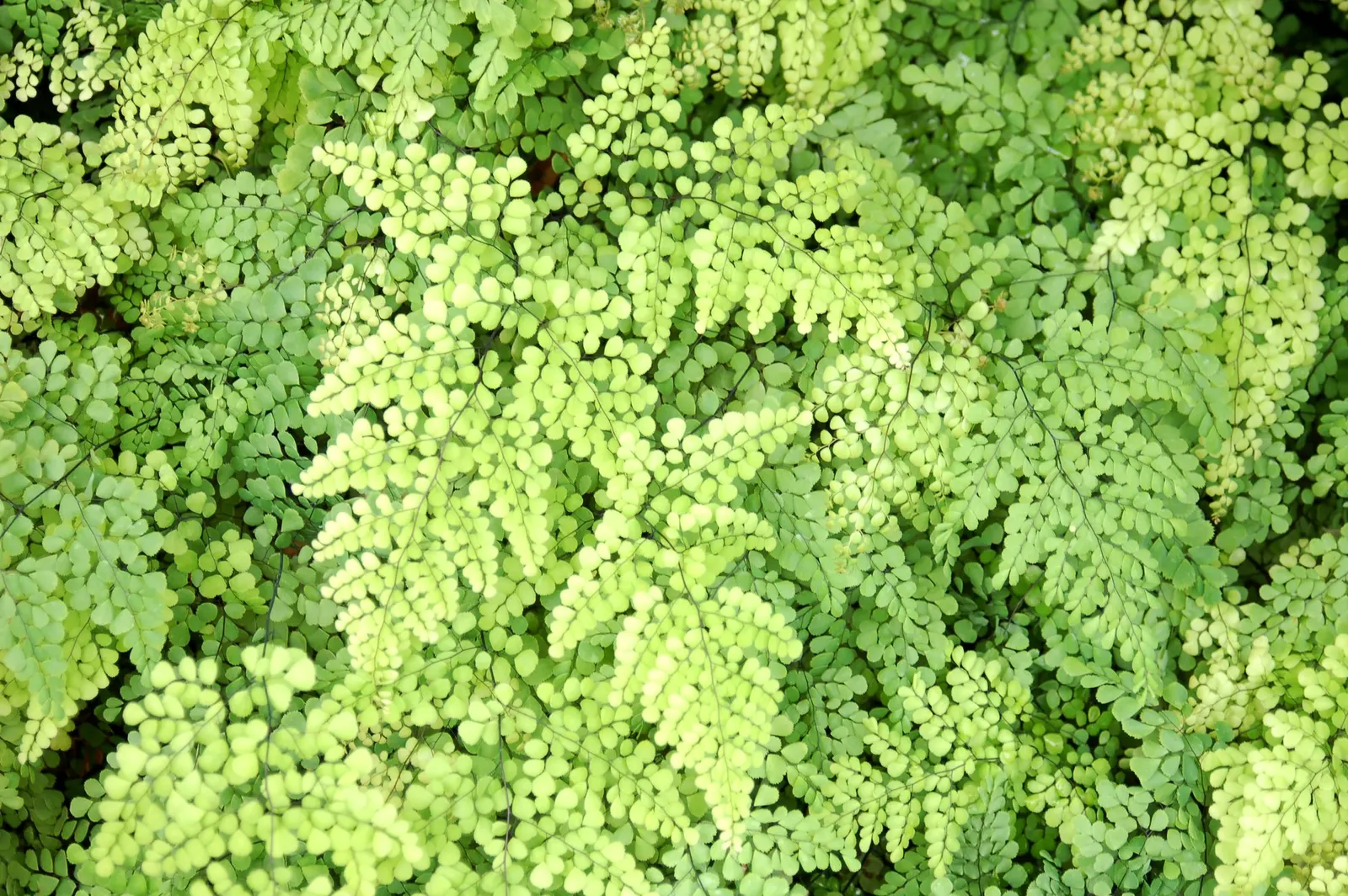 Himalayan Maidenhair (Adiantum venustum) — to keep the soil evenly moist but not waterlogged.<br><br>This plant requires minimal maintenance