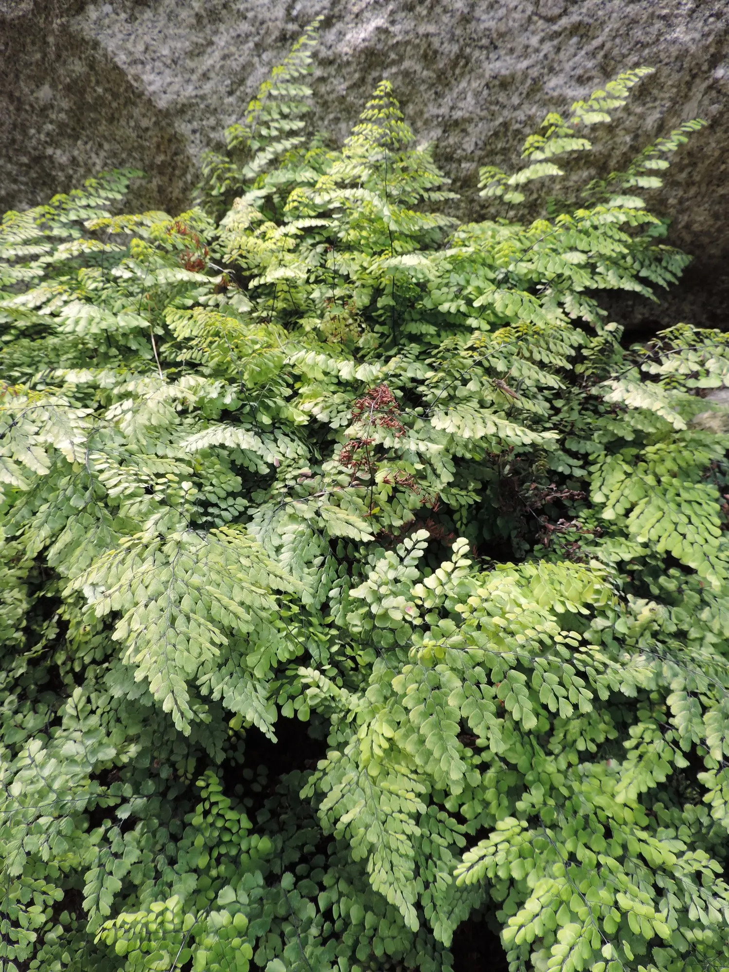 Himalayan Maidenhair (Adiantum venustum) — It thrives in partial to full shade and prefers moist, well-draining soil; creating a contrasting play of colors and