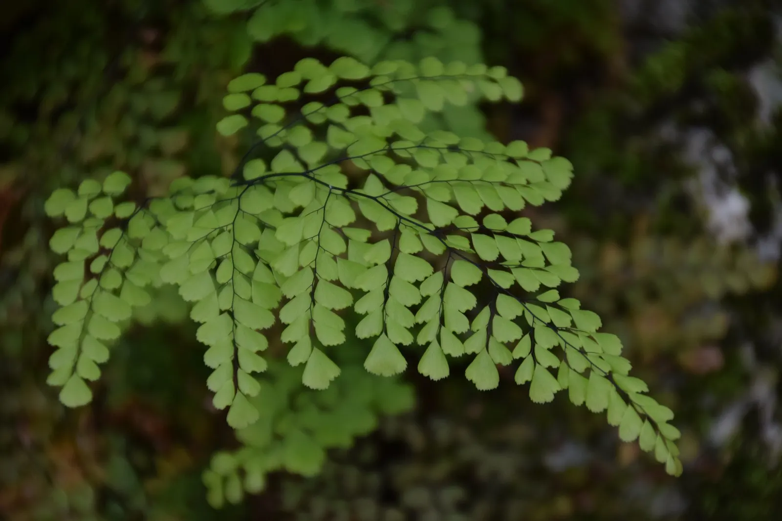 Himalayan Maidenhair (Adiantum venustum) — while also providing an easy-maintenance option for areas with limited sunlight