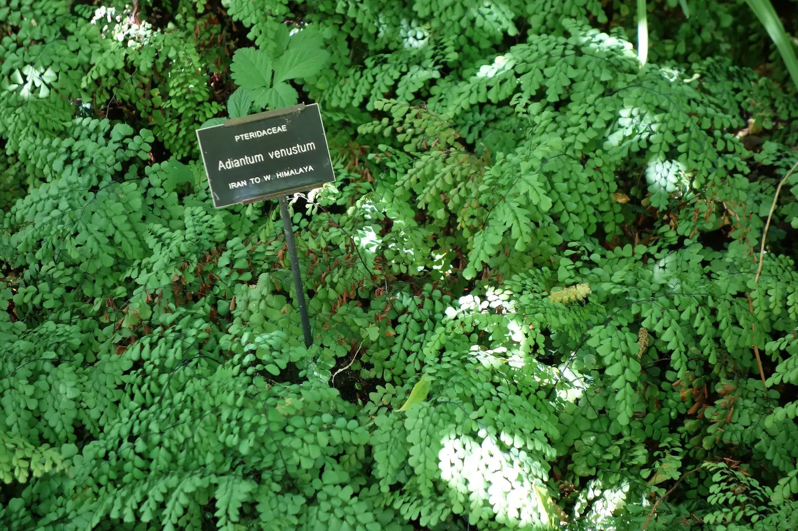 Himalayan Maidenhair (Adiantum venustum) — it presents a lush groundcover with a fine texture; it thrives in partial to full shade and prefers moist