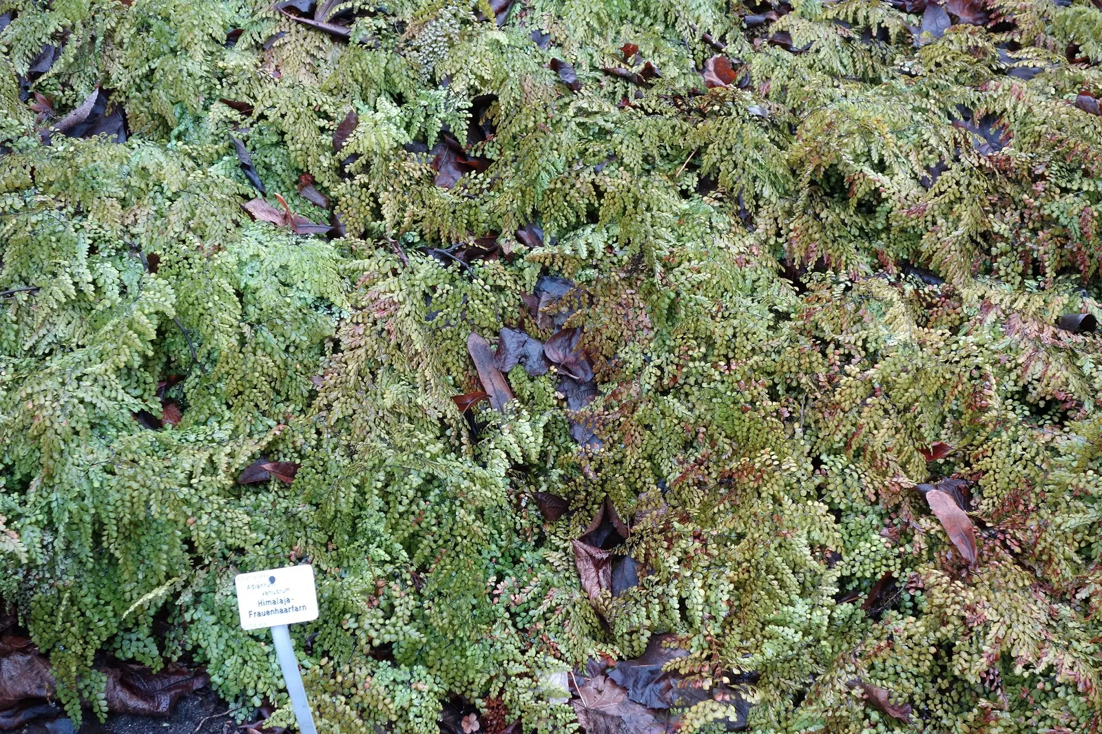 Himalayan Maidenhair (Adiantum venustum) — fern / ground cover for deep shade or half or shade