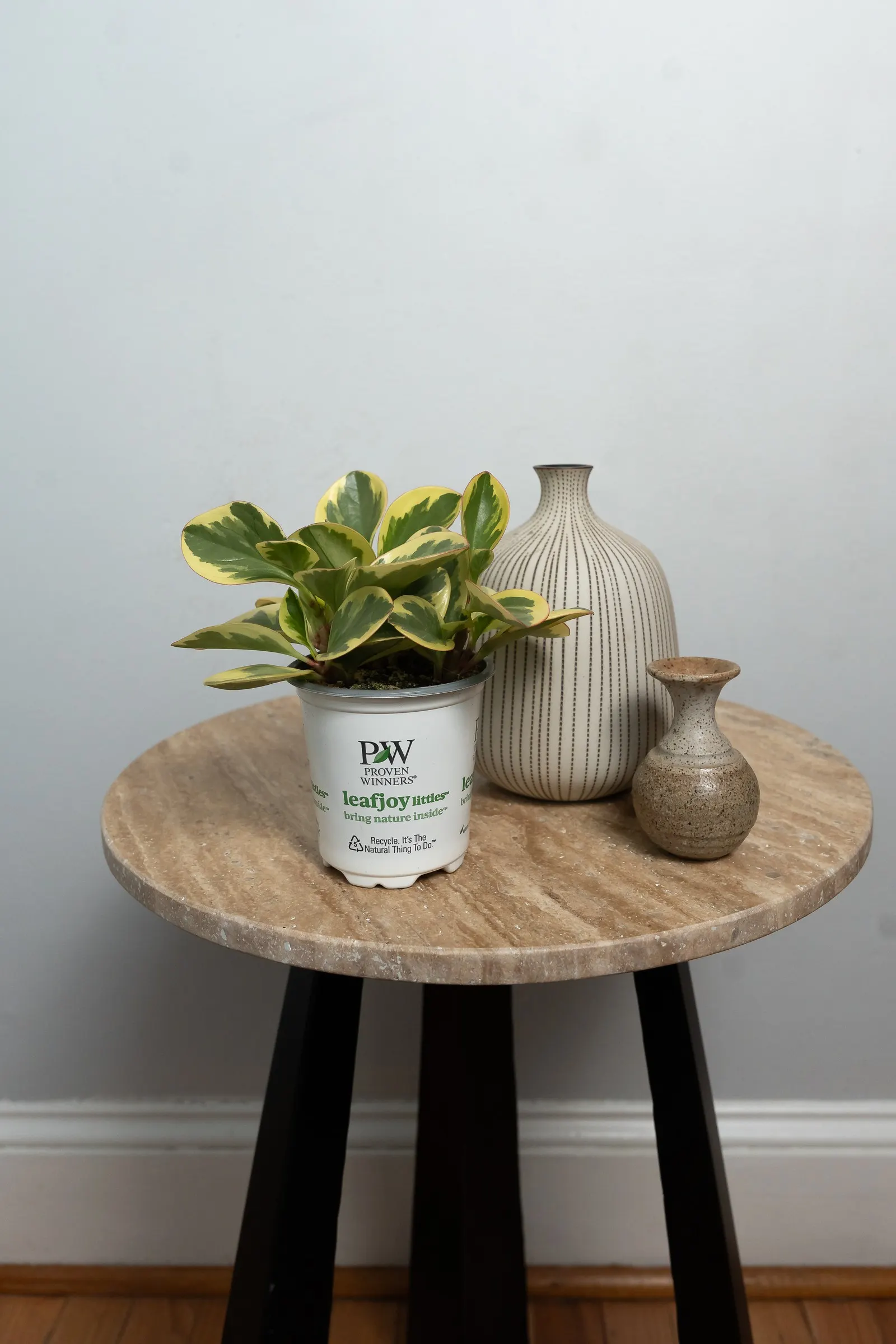 Sweet and Sour™ Pepper Elder (Peperomia obtusifolia) — The Peperomia obtusifolia is a compact tropical houseplant with glossy