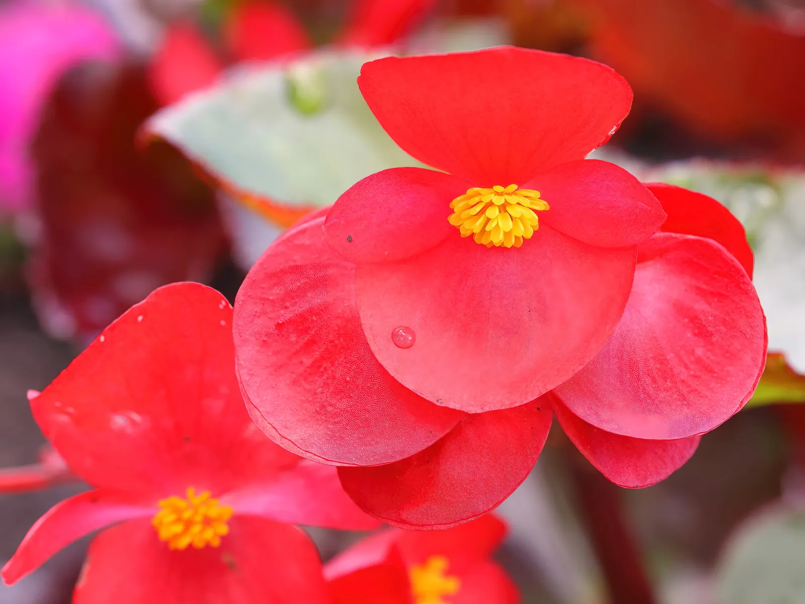 Surefire® Red Begonia (Begonia Benariensis 'Surefire Red') — Surefire® Red Begonia (Begonia benariensis 'Surefire Red') is a robust