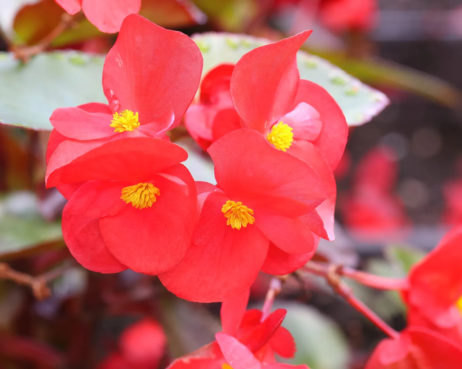 Surefire® Red Begonia (Begonia Benariensis 'Surefire Red') — heat-tolerant annual boasting vibrant red flowers