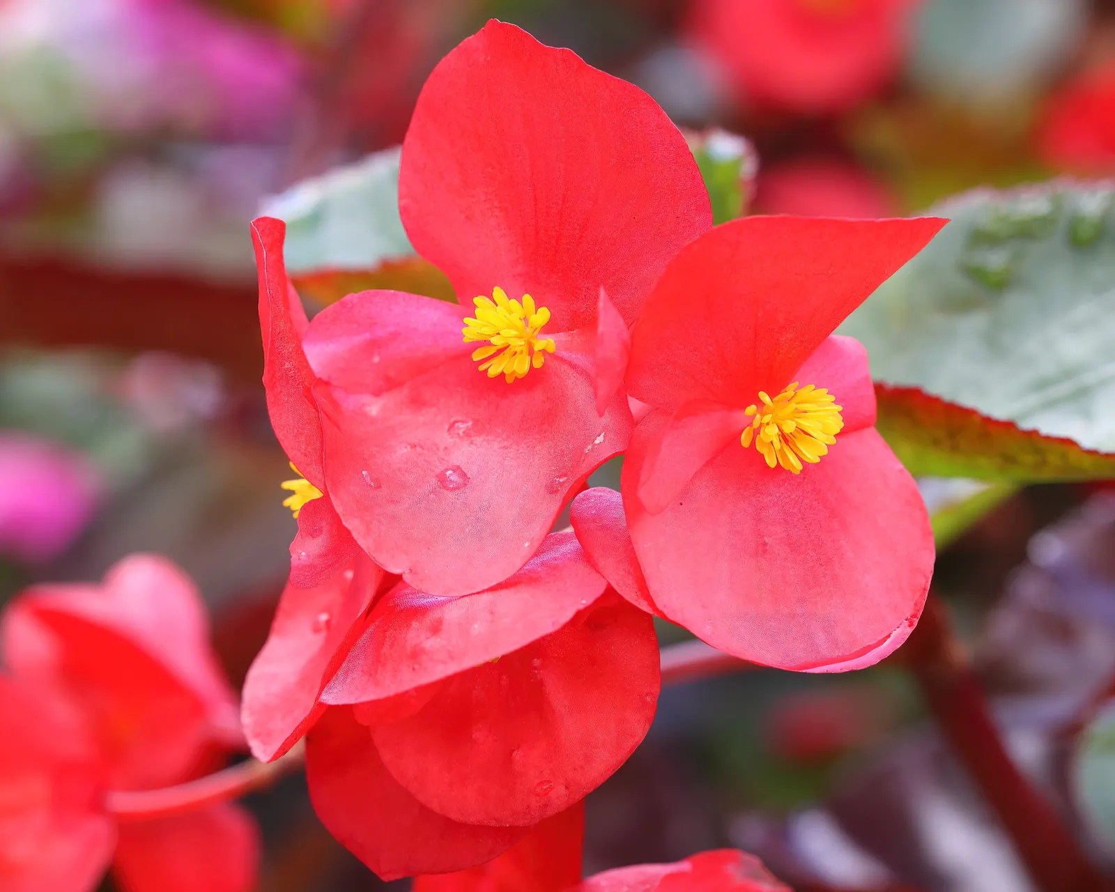 Surefire® Red Begonia (Begonia Benariensis 'Surefire Red') — It grows up to 12-24 inches in height and 12-18 inches in width, thriving in full sun to shade