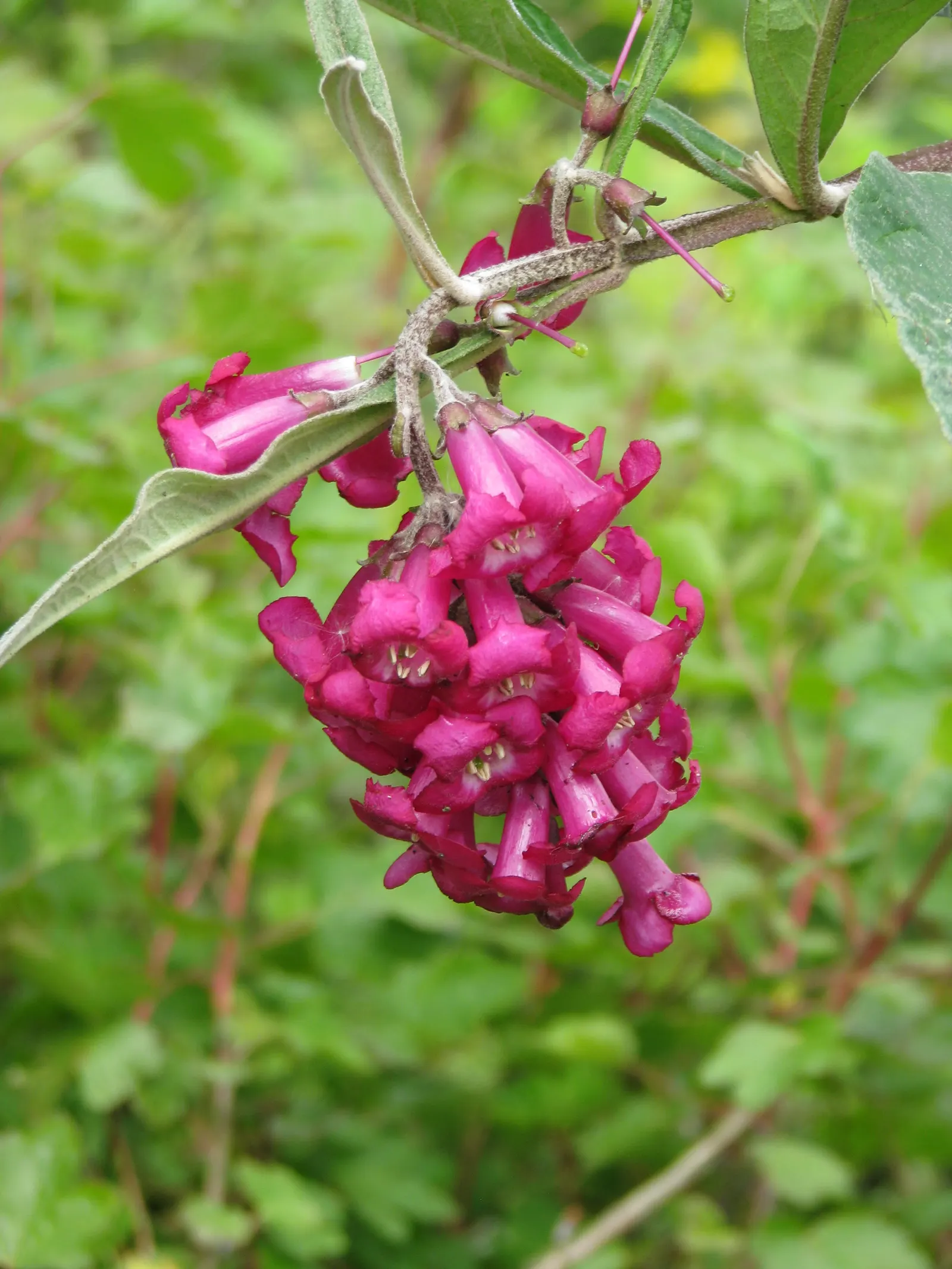 Himalayan Butterfly Bush (Buddleja crispa) — With moderate drought tolerance once established