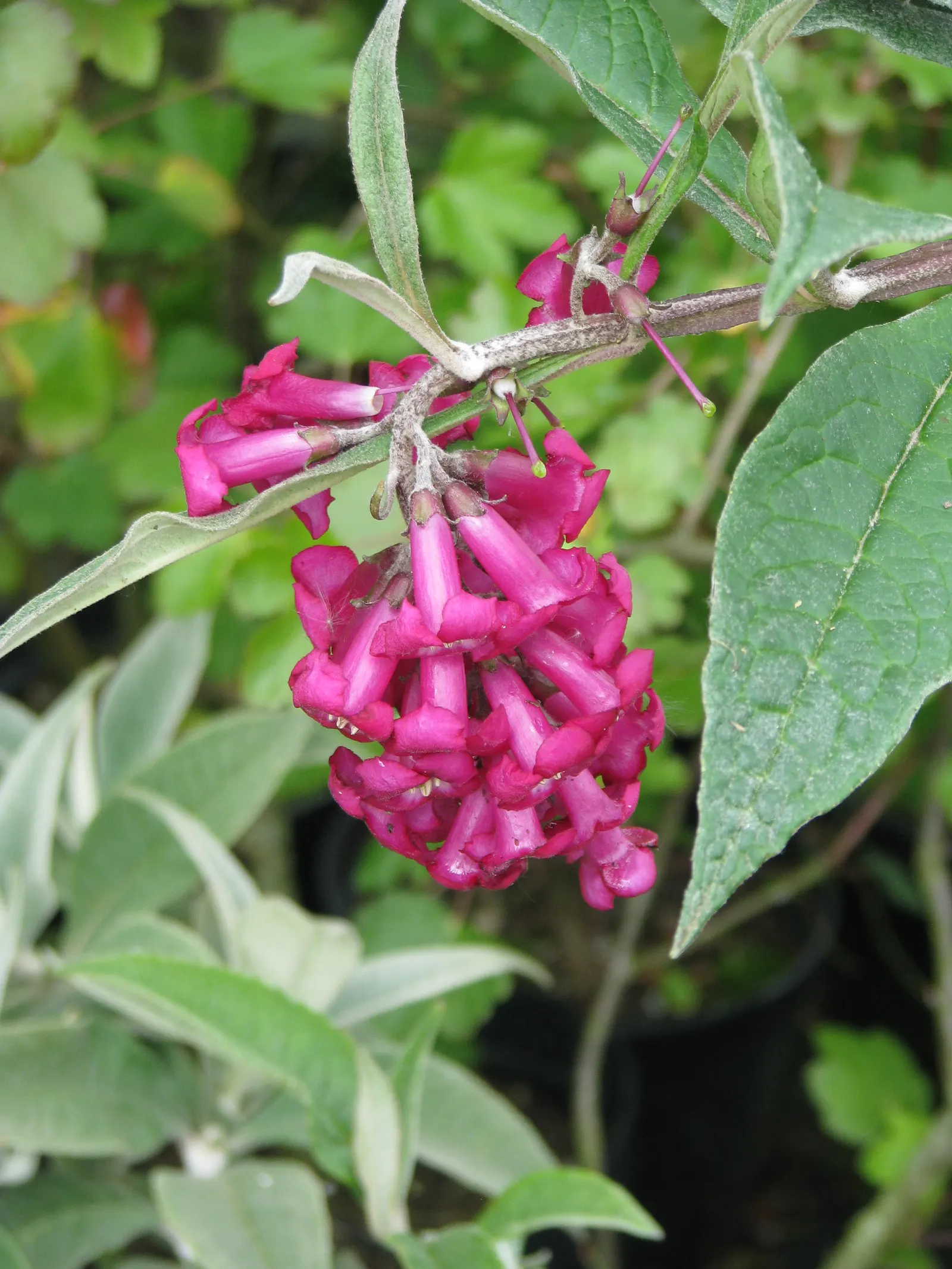 Himalayan Butterfly Bush (Buddleja crispa) — it's also important to monitor its spread
