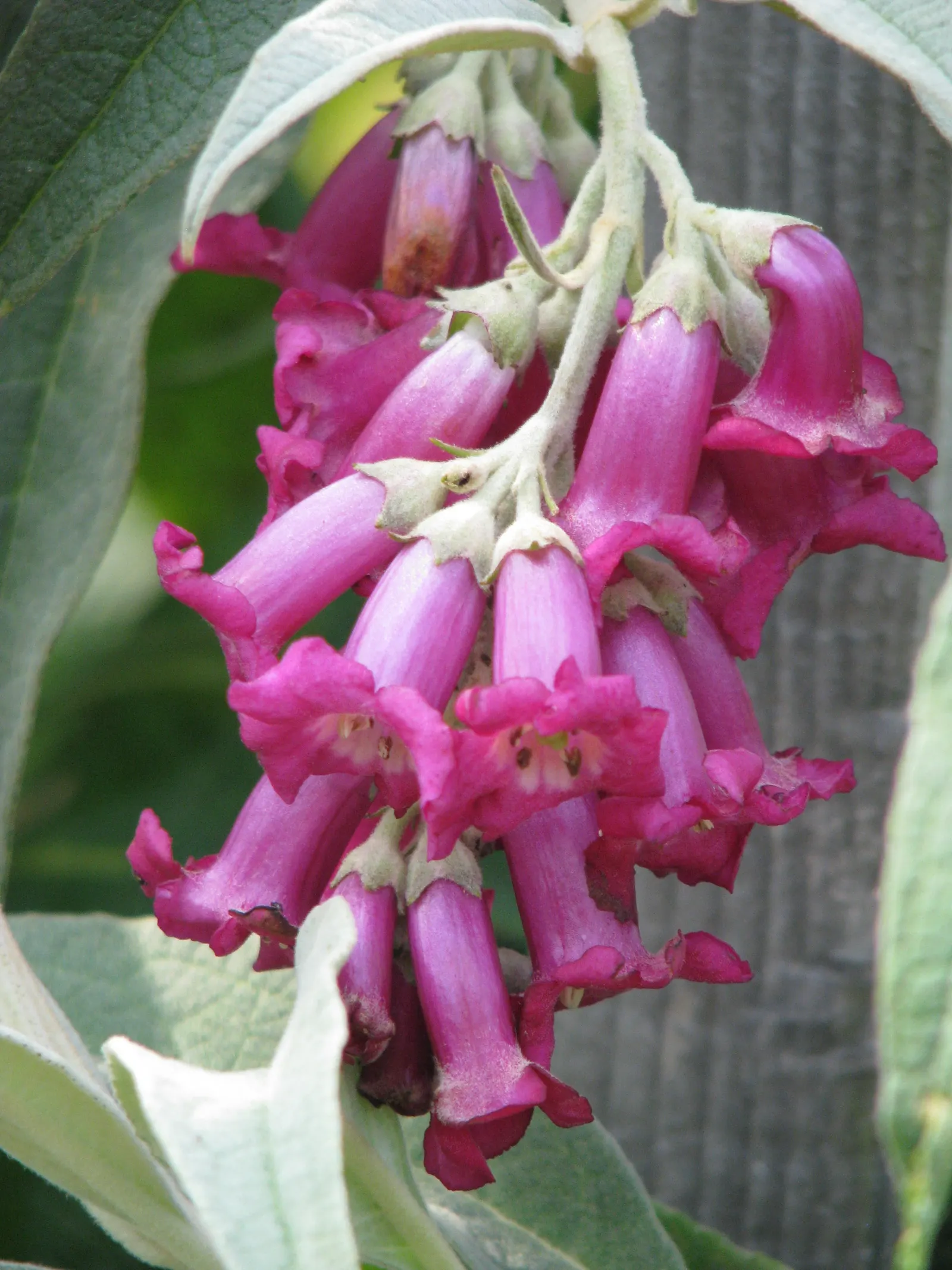 Himalayan Butterfly Bush (Buddleja crispa) — Buddleia crispa blossoms with dense clusters of lilac-pink flowers