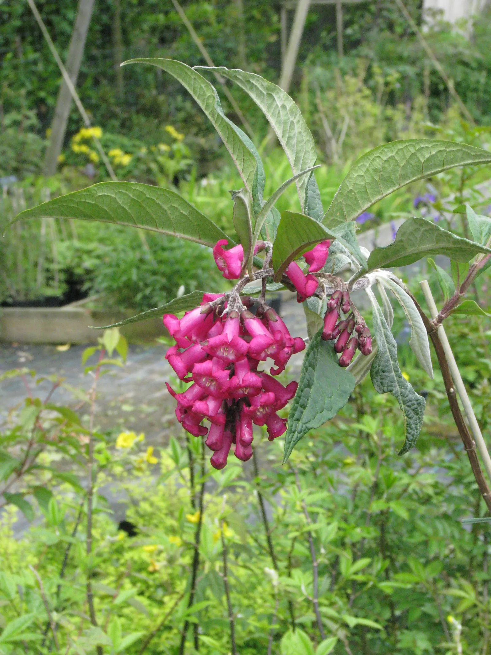Himalayan Butterfly Bush (Buddleja crispa) — which can span 4 to 8 inches in length