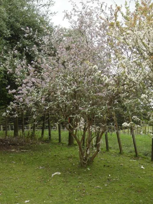 Himalayan Butterfly Bush (Buddleja crispa) — With a mature height of 6-8 feet and a spread of 4-6 feet, it requires full sun and well-drained soil; act as a