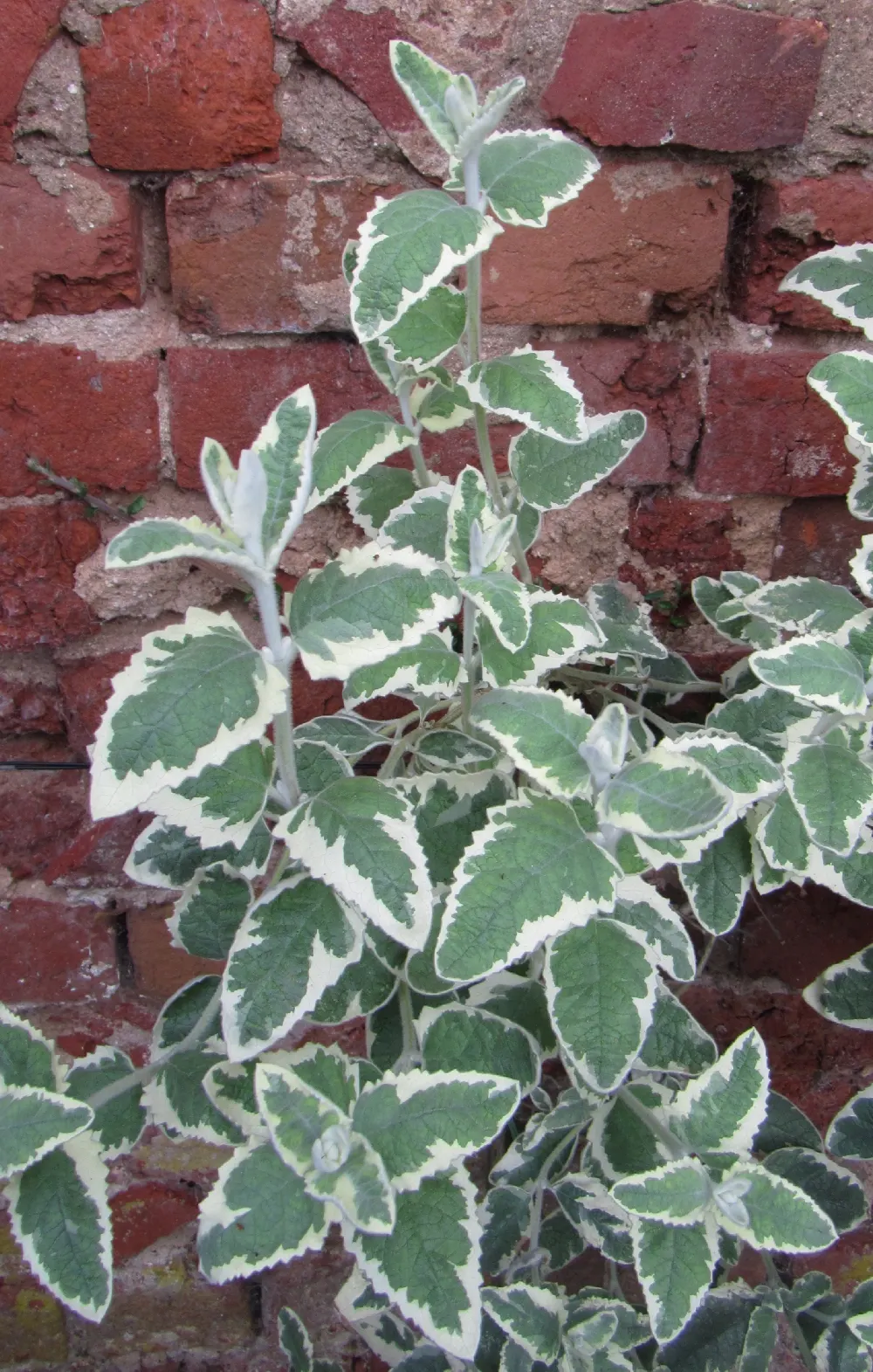 Himalayan Butterfly Bush (Buddleja crispa) — creating a rounded and slightly sprawling form