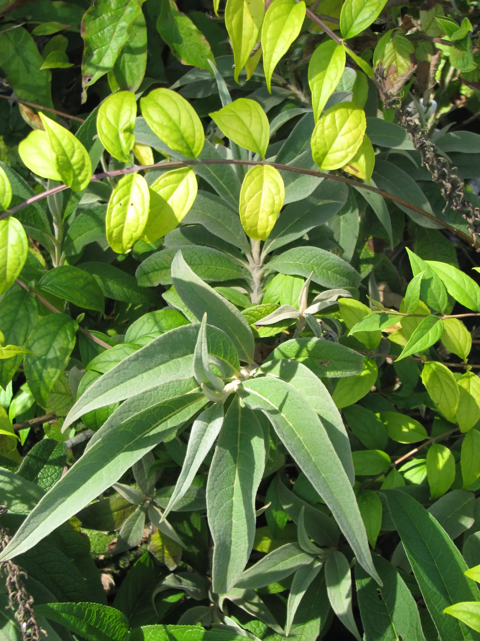 Himalayan Butterfly Bush (Buddleja crispa) — purple flowers in the garden