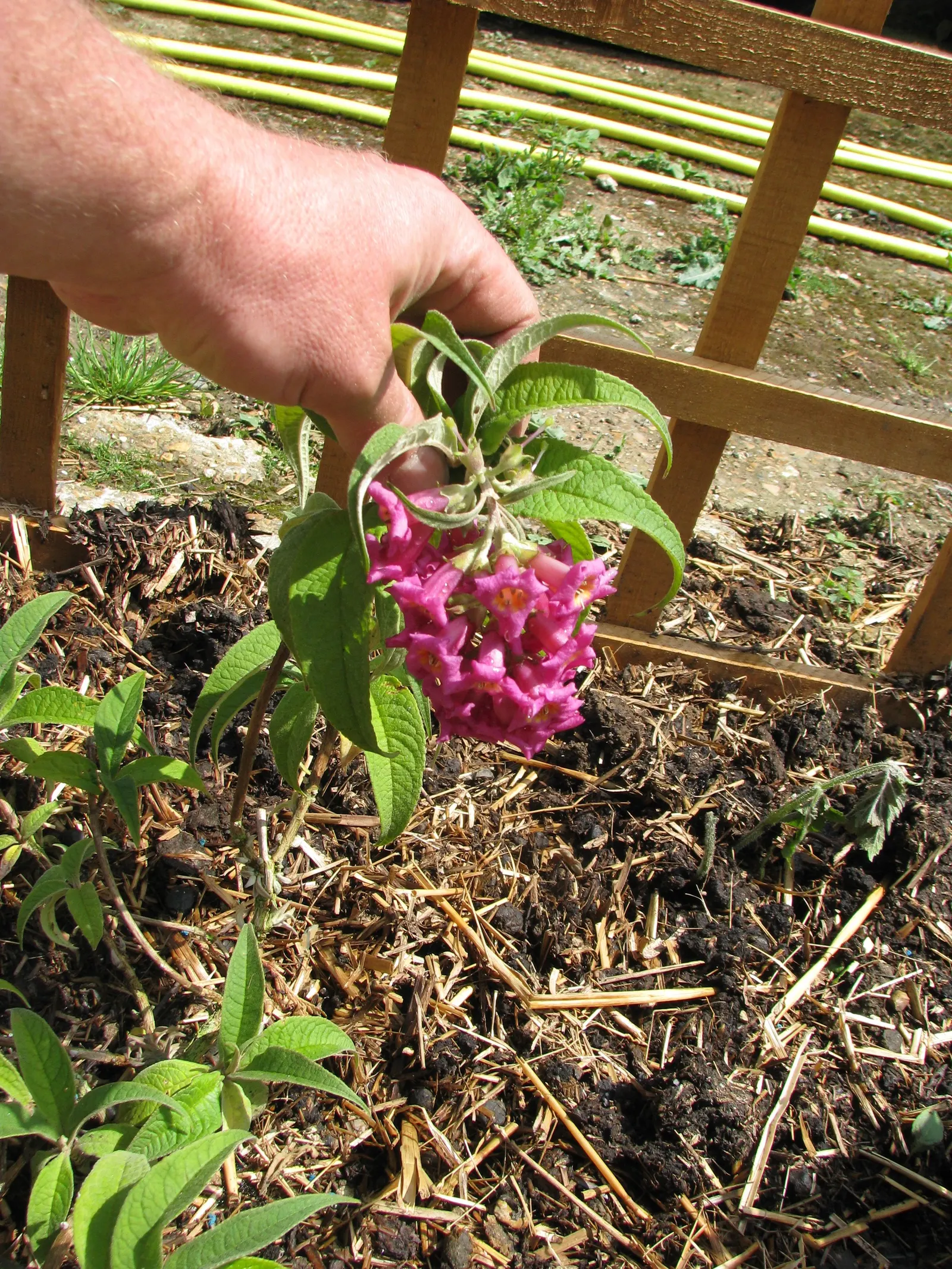Himalayan Butterfly Bush (Buddleja crispa) — butterflies.<br><br>For optimal growth