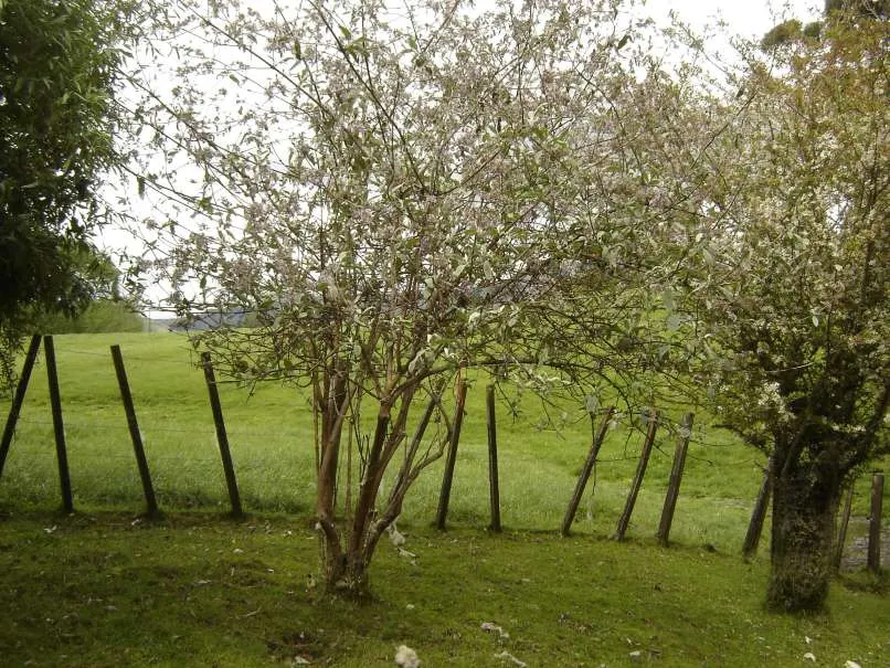 Himalayan Butterfly Bush (Buddleja crispa) — with a spread equally proportionate