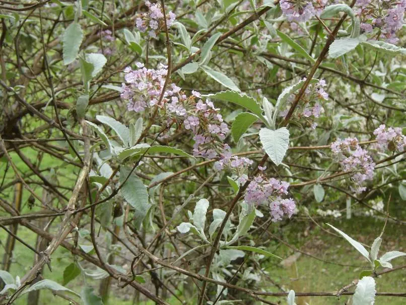 Himalayan Butterfly Bush (Buddleja crispa) — each floret edged with a delicate orange eye