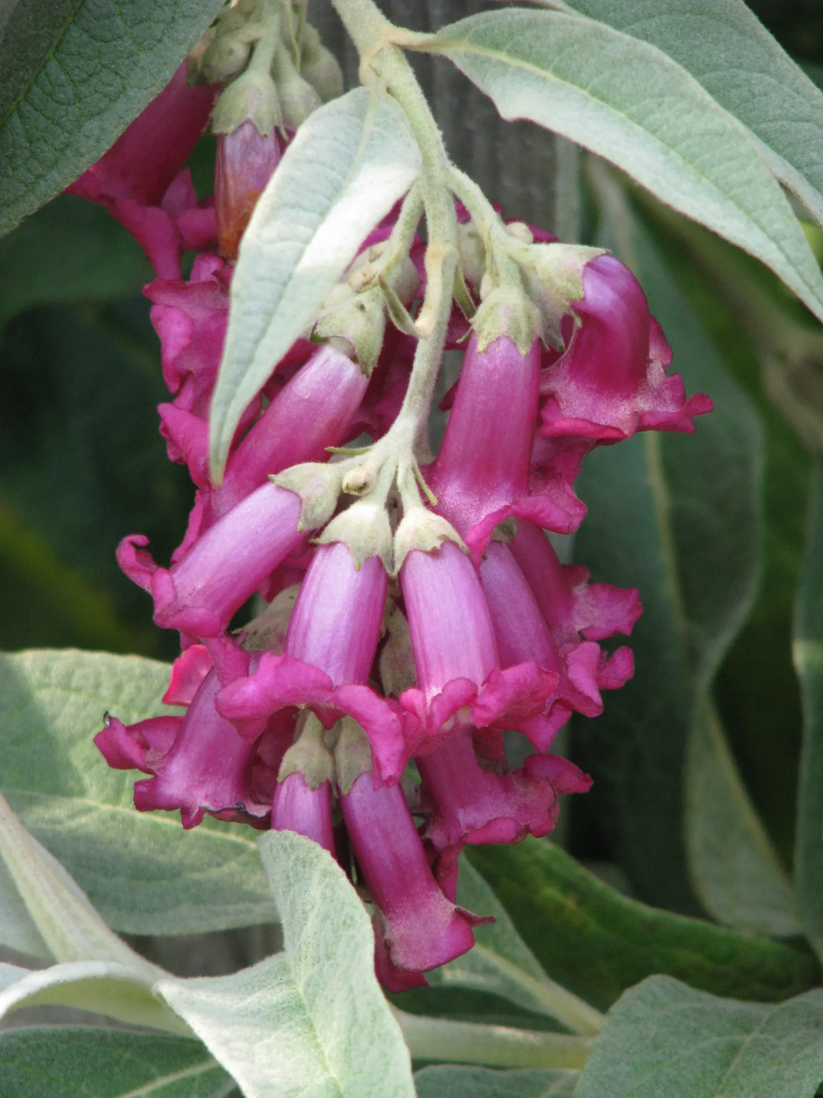 Himalayan Butterfly Bush (Buddleja crispa) — the Buddleia crispa can be utilized effectively as a specimen plant